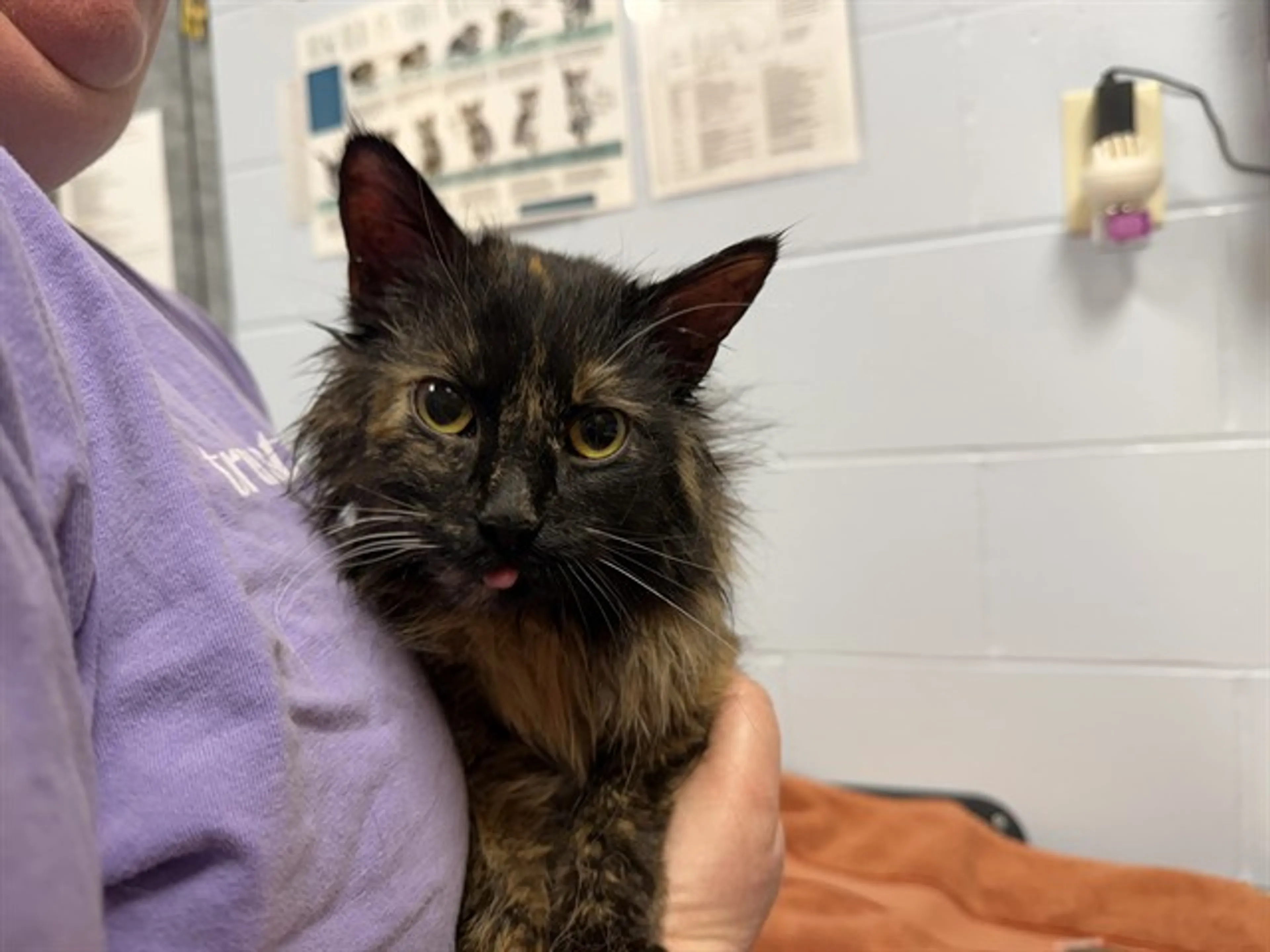 Found pet