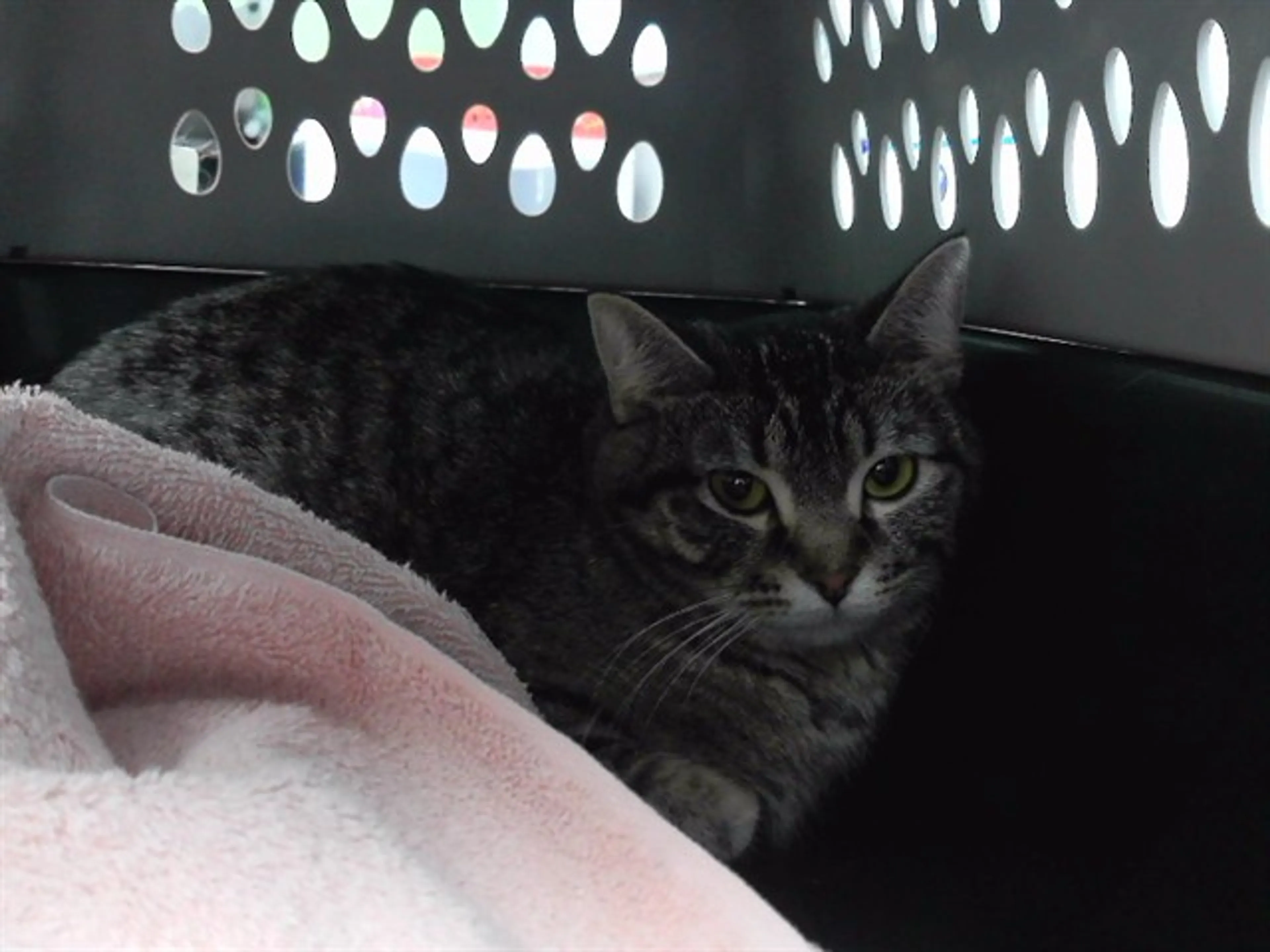 Found pet