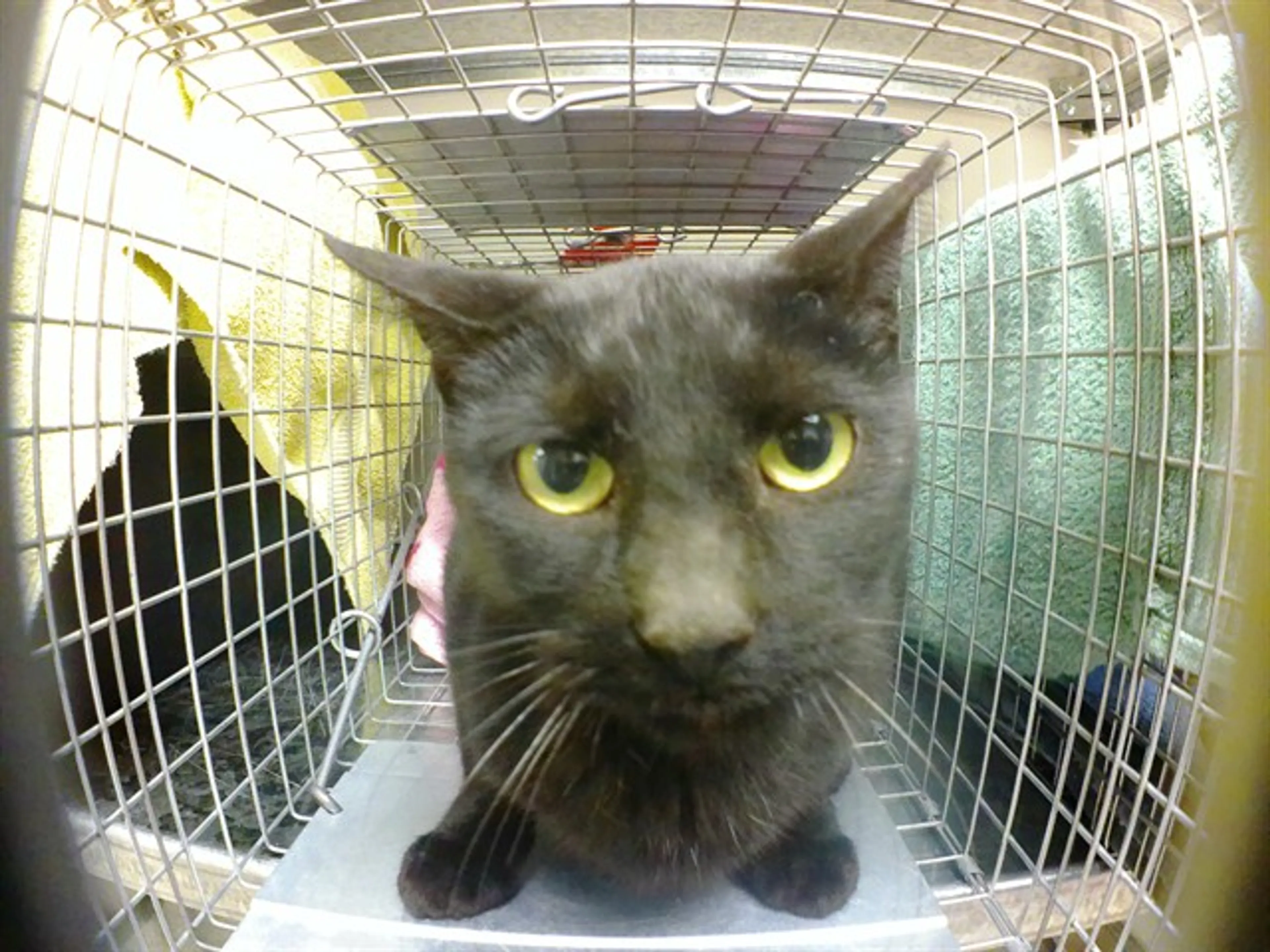 Found pet