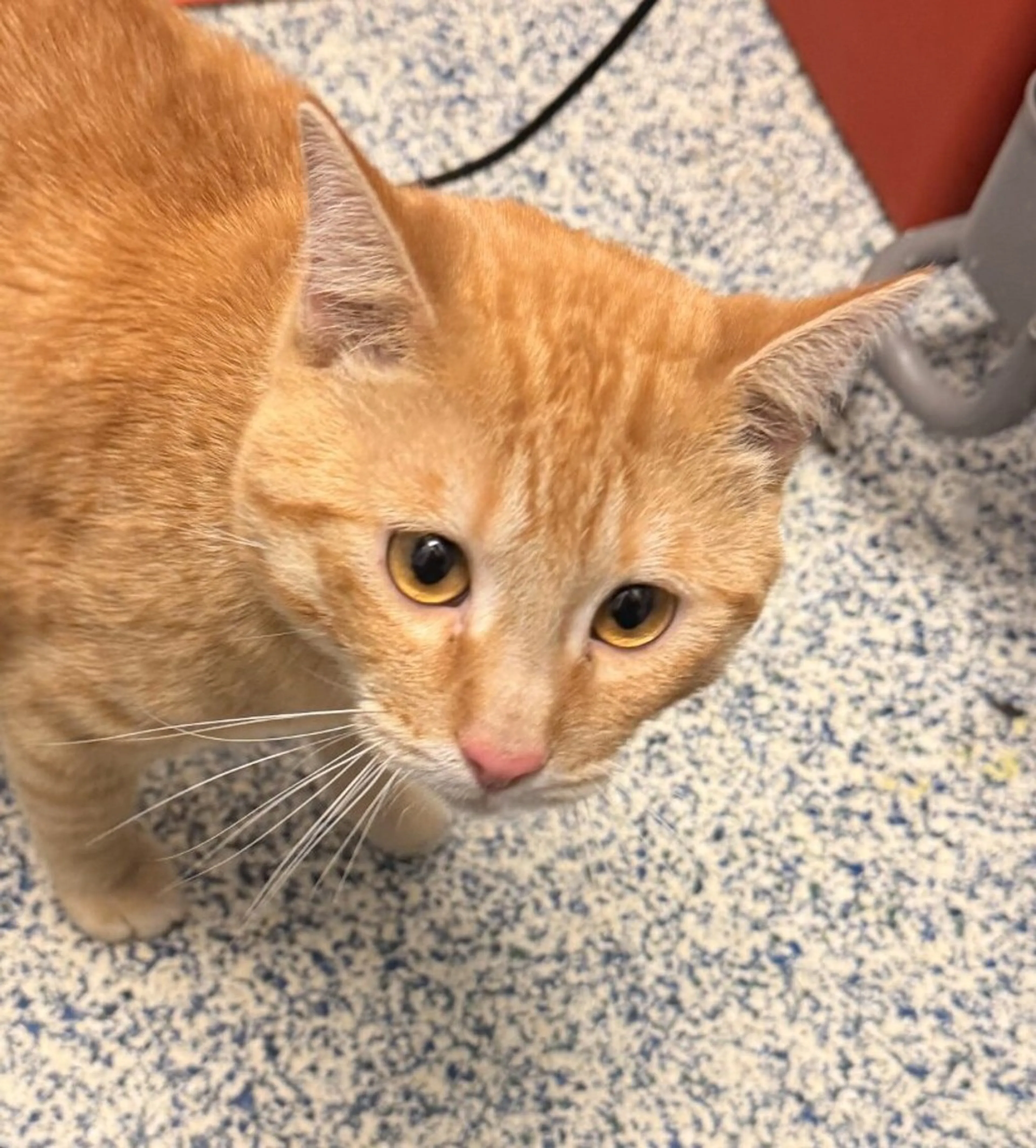 Found pet
