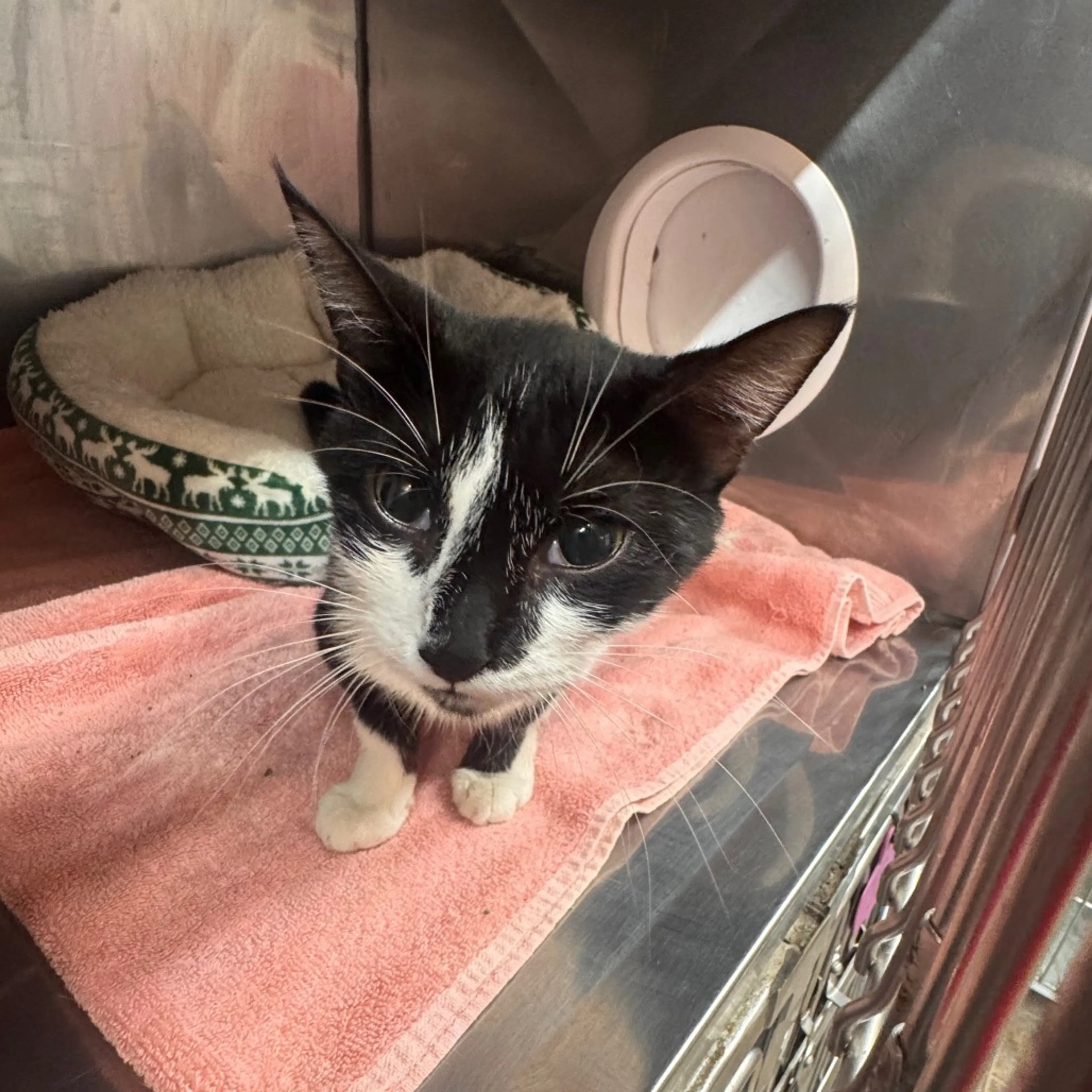 Found pet