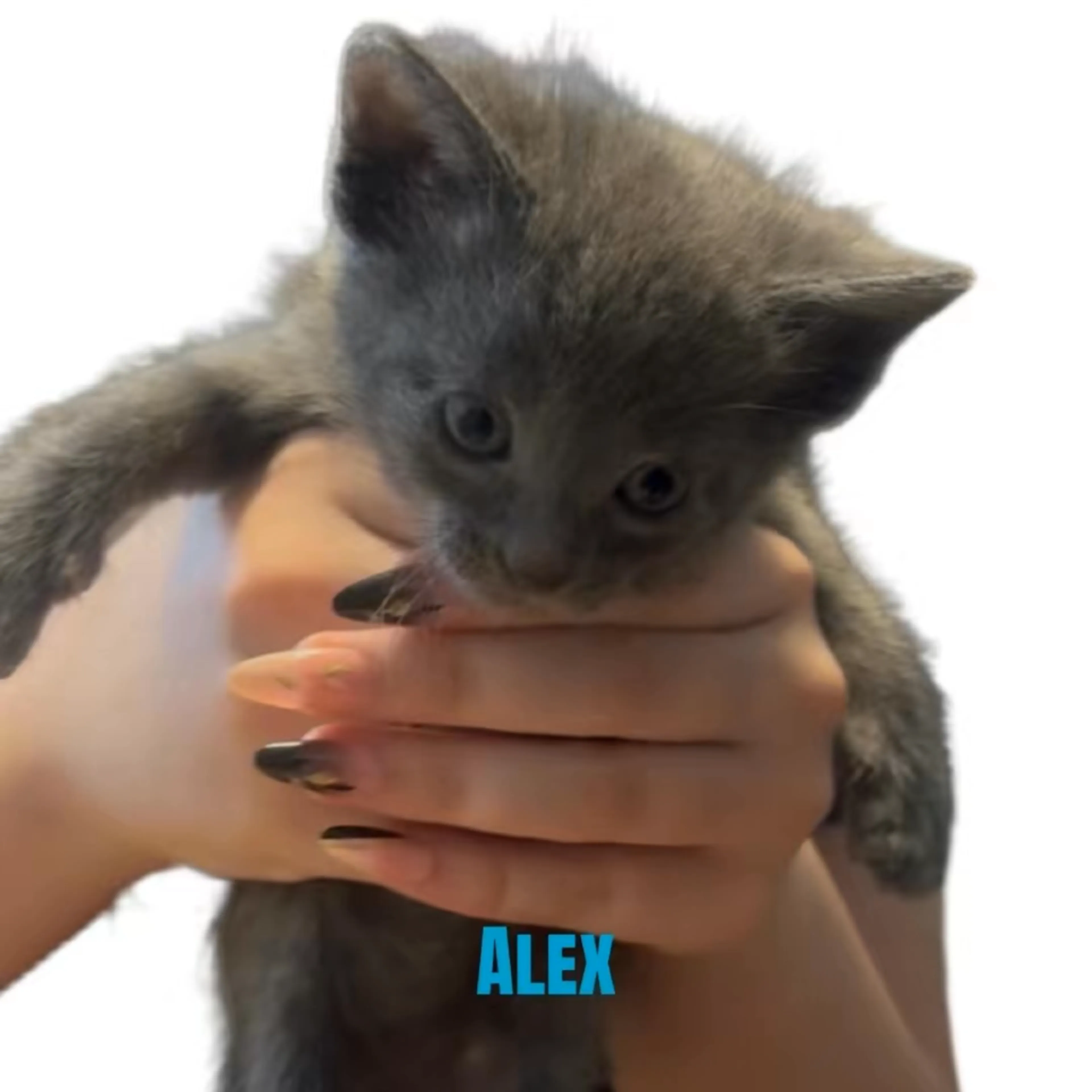 Found pet