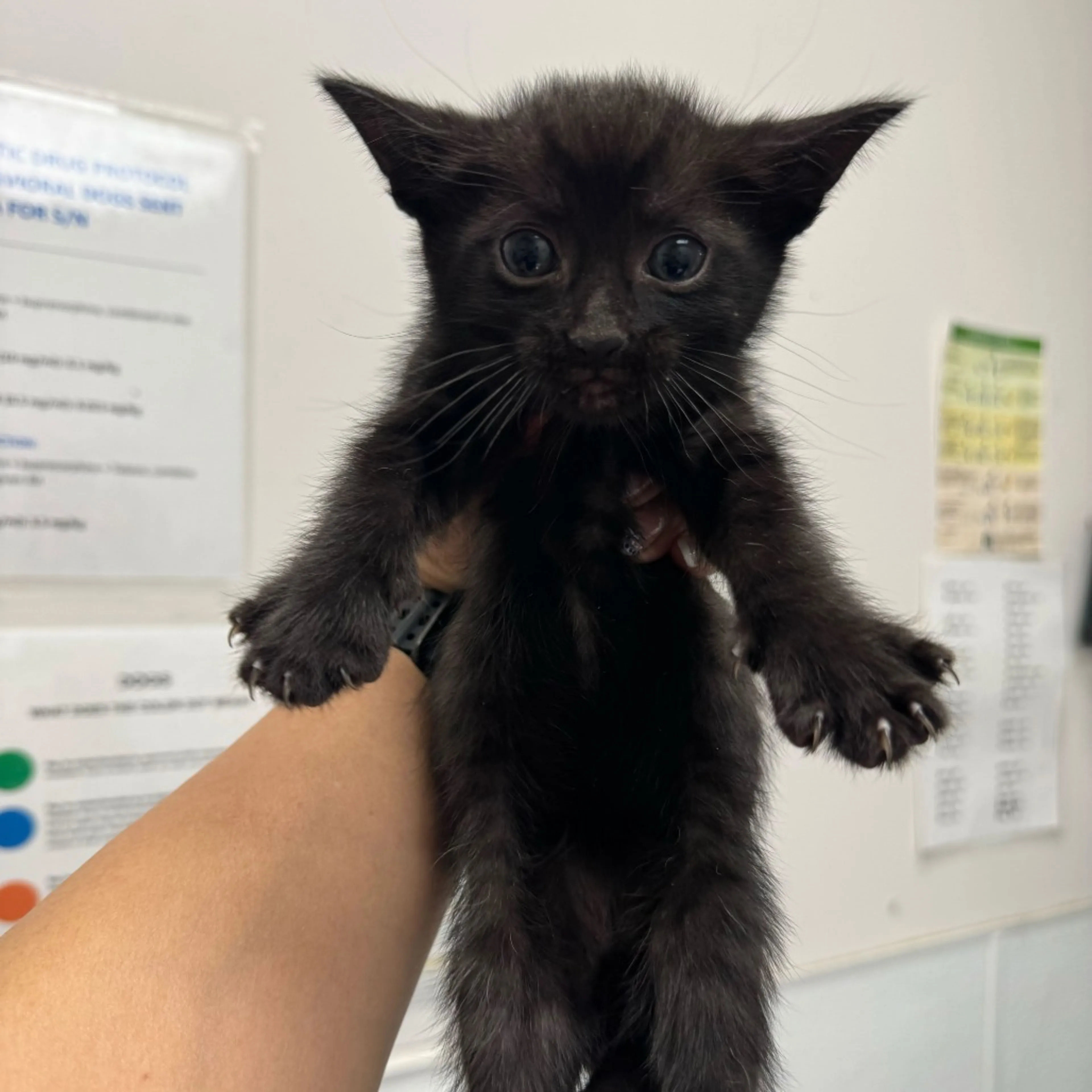 Found pet-0