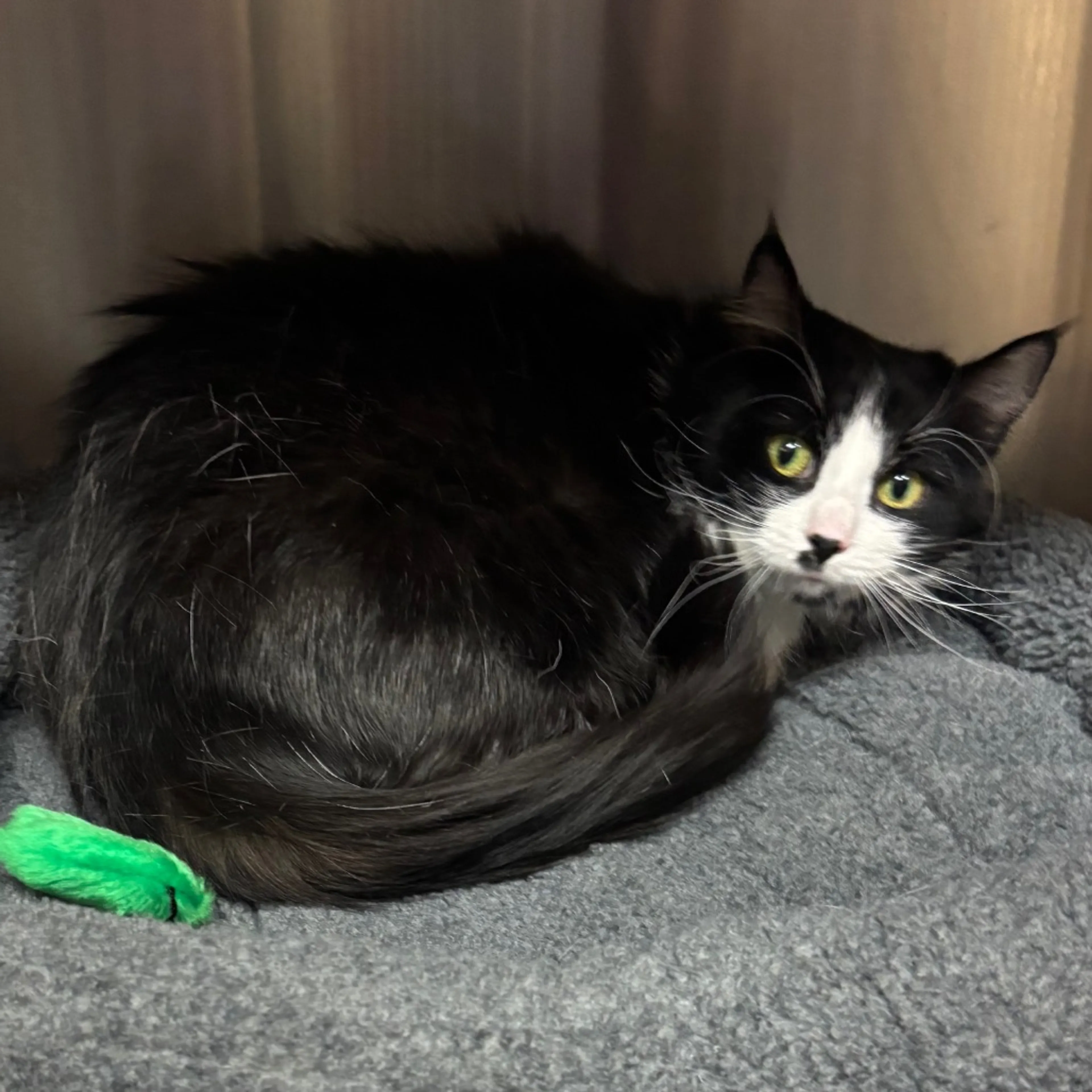 Found pet-2