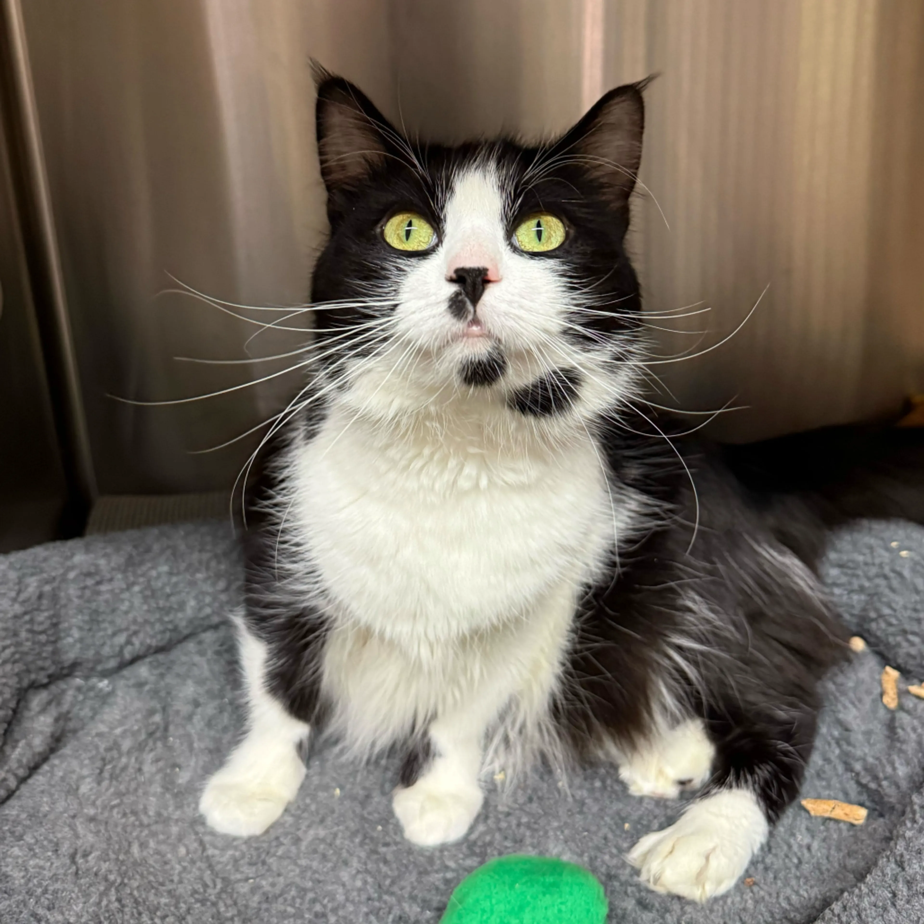 Found pet-5