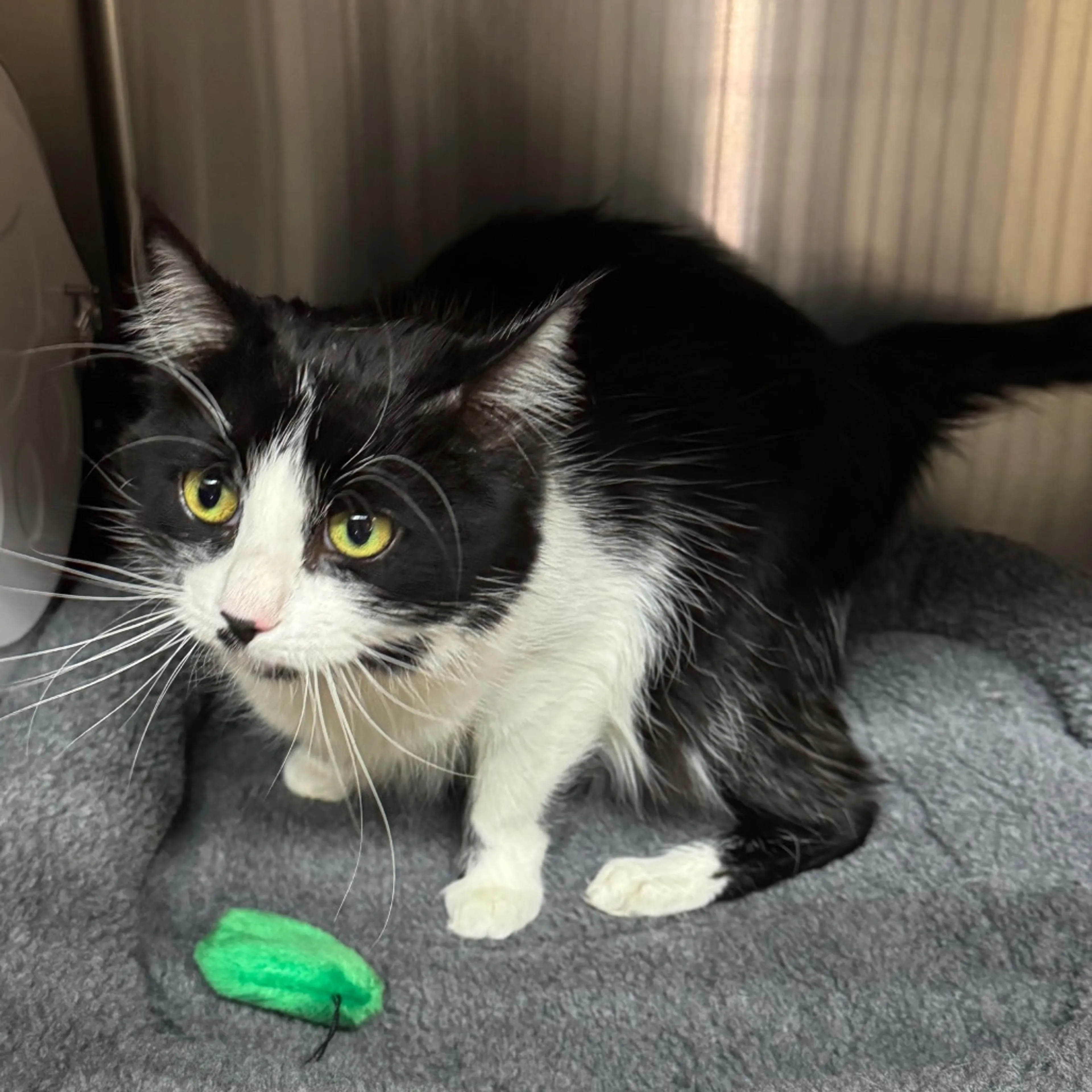 Found pet-3