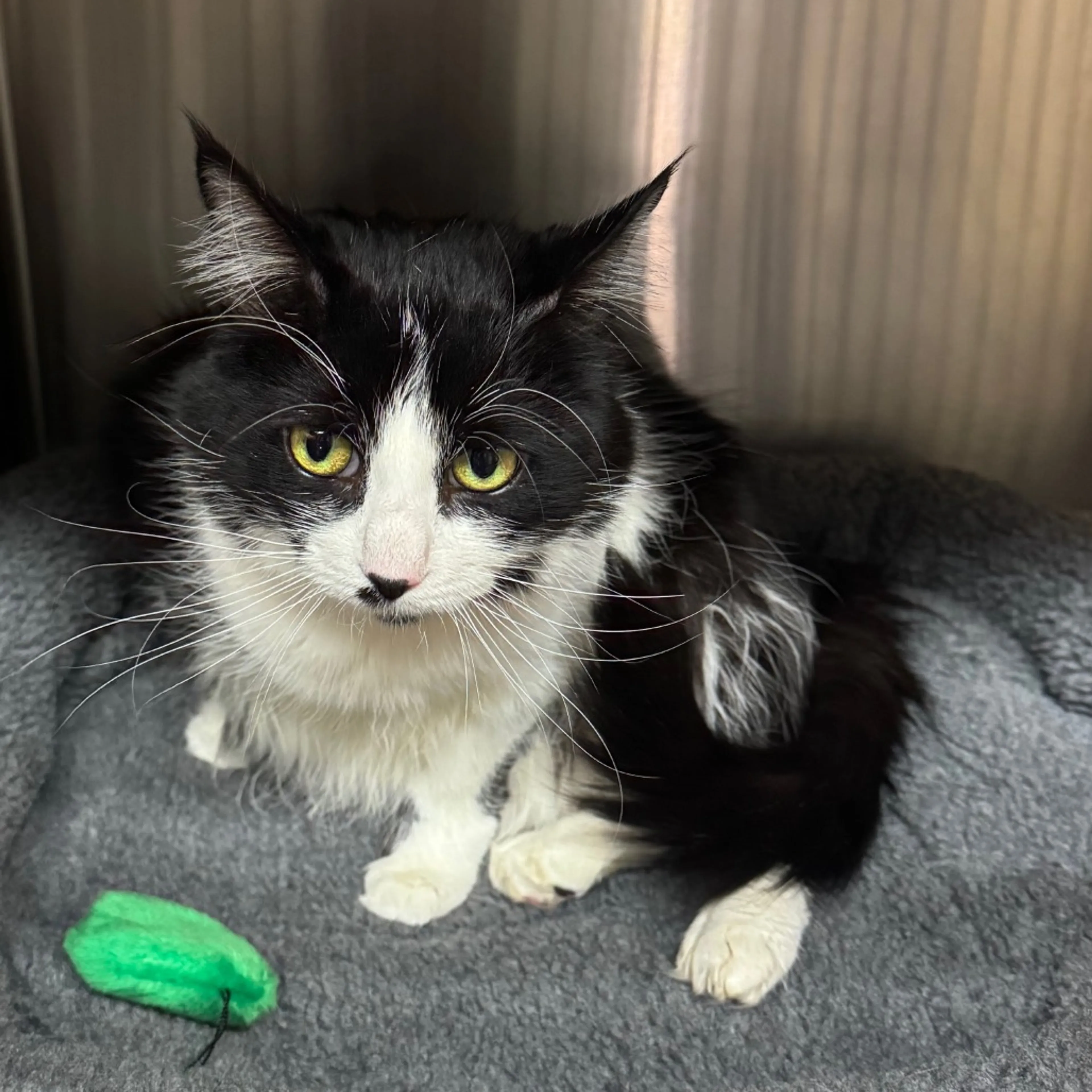 Found pet-4