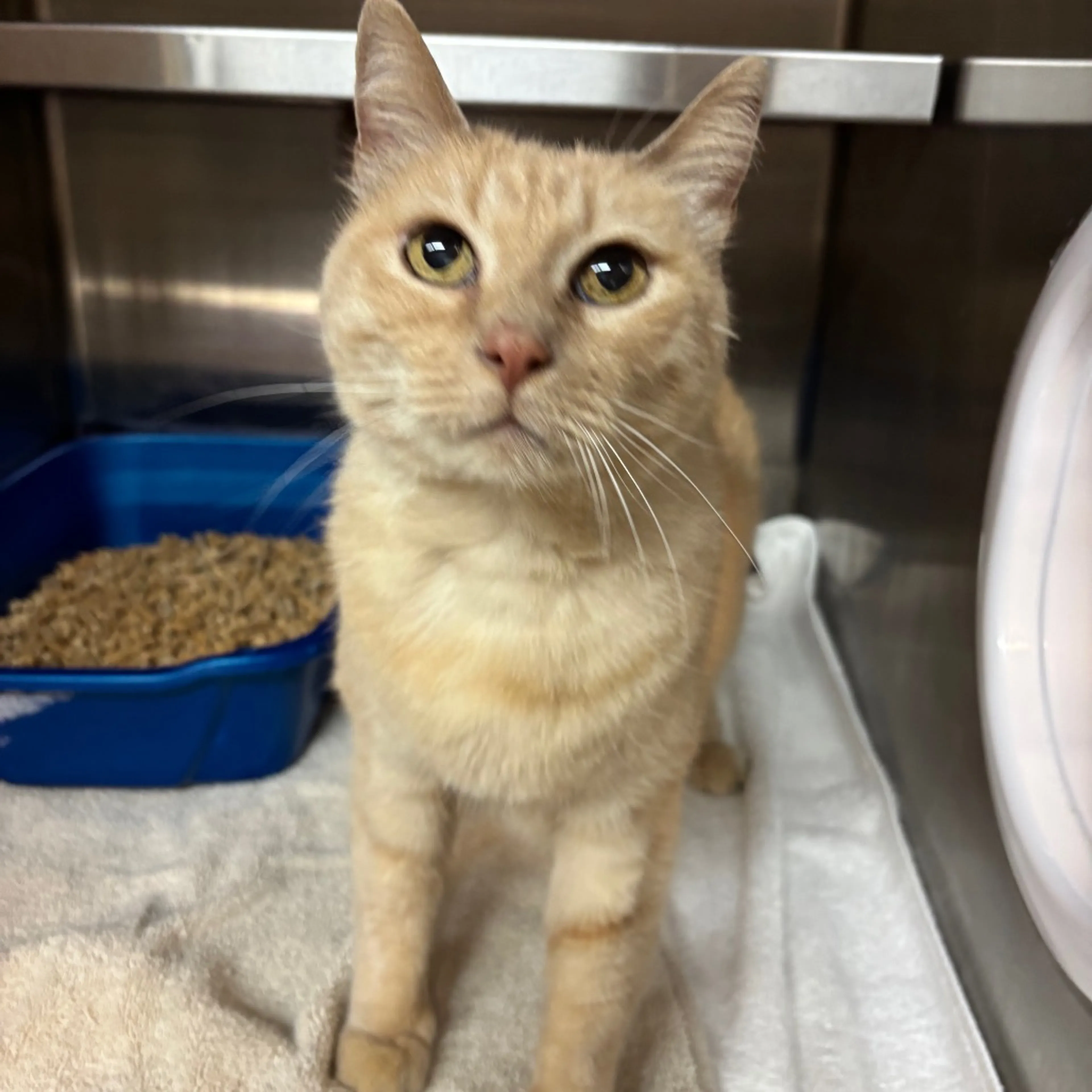 Found pet-2