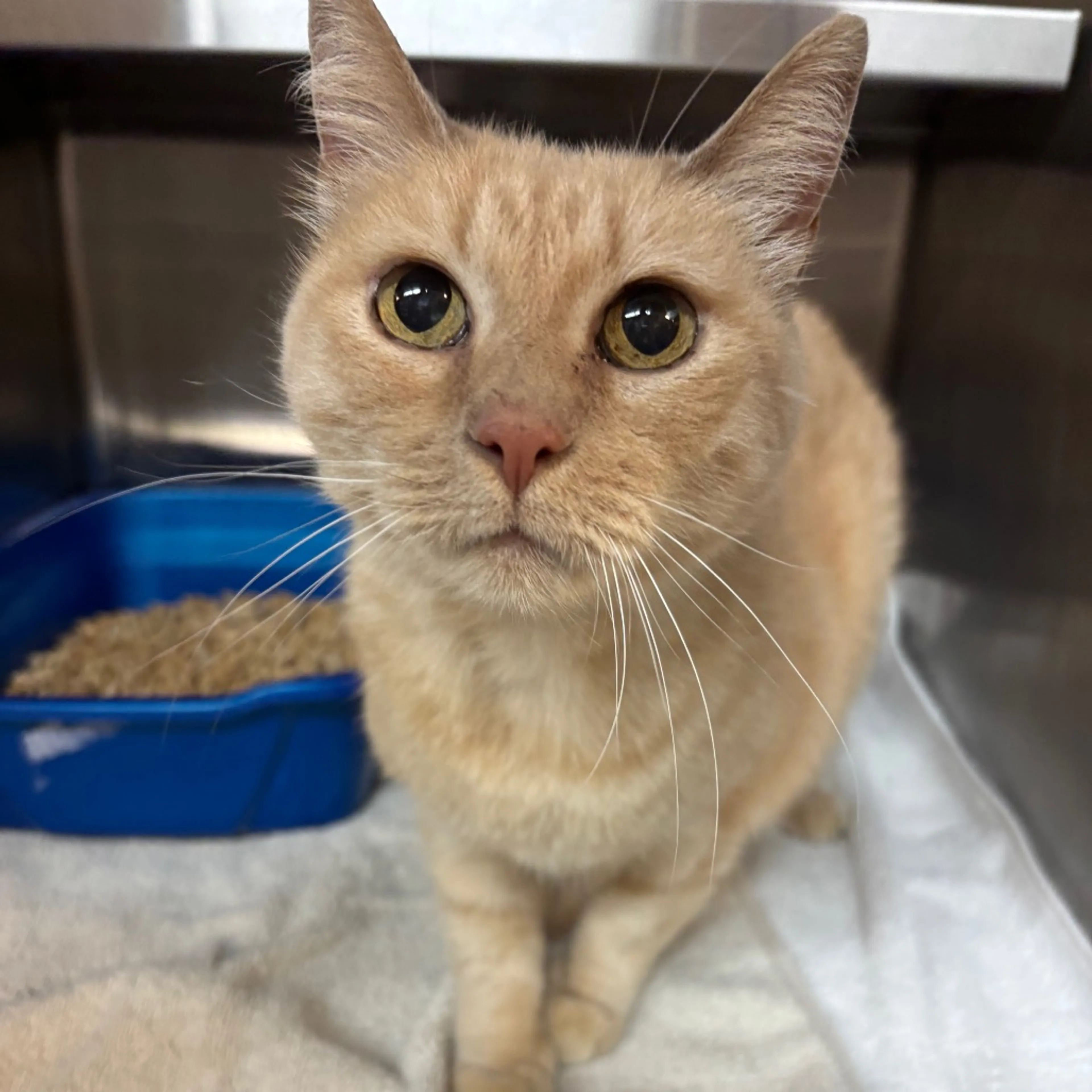 Found pet-1