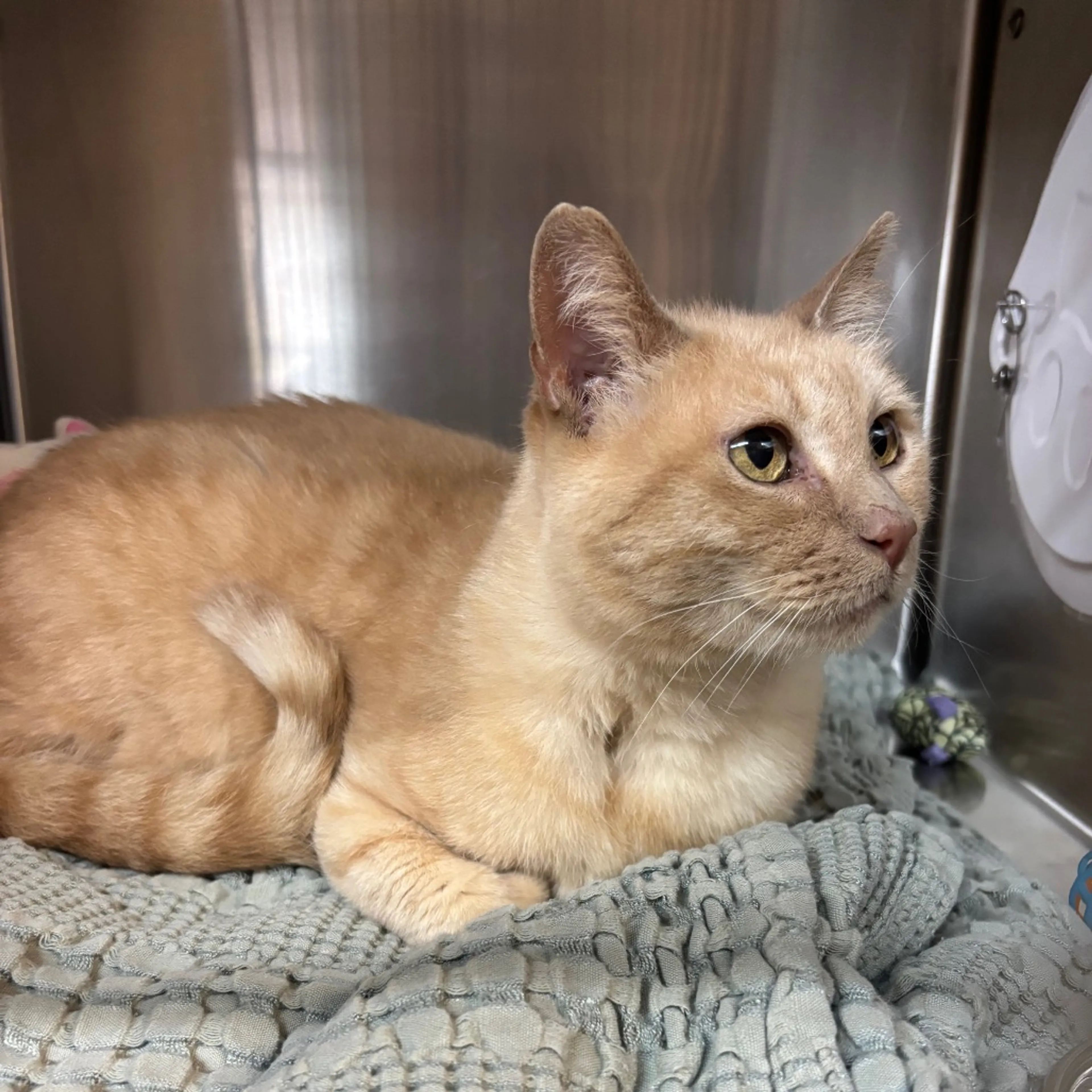 Found pet-5