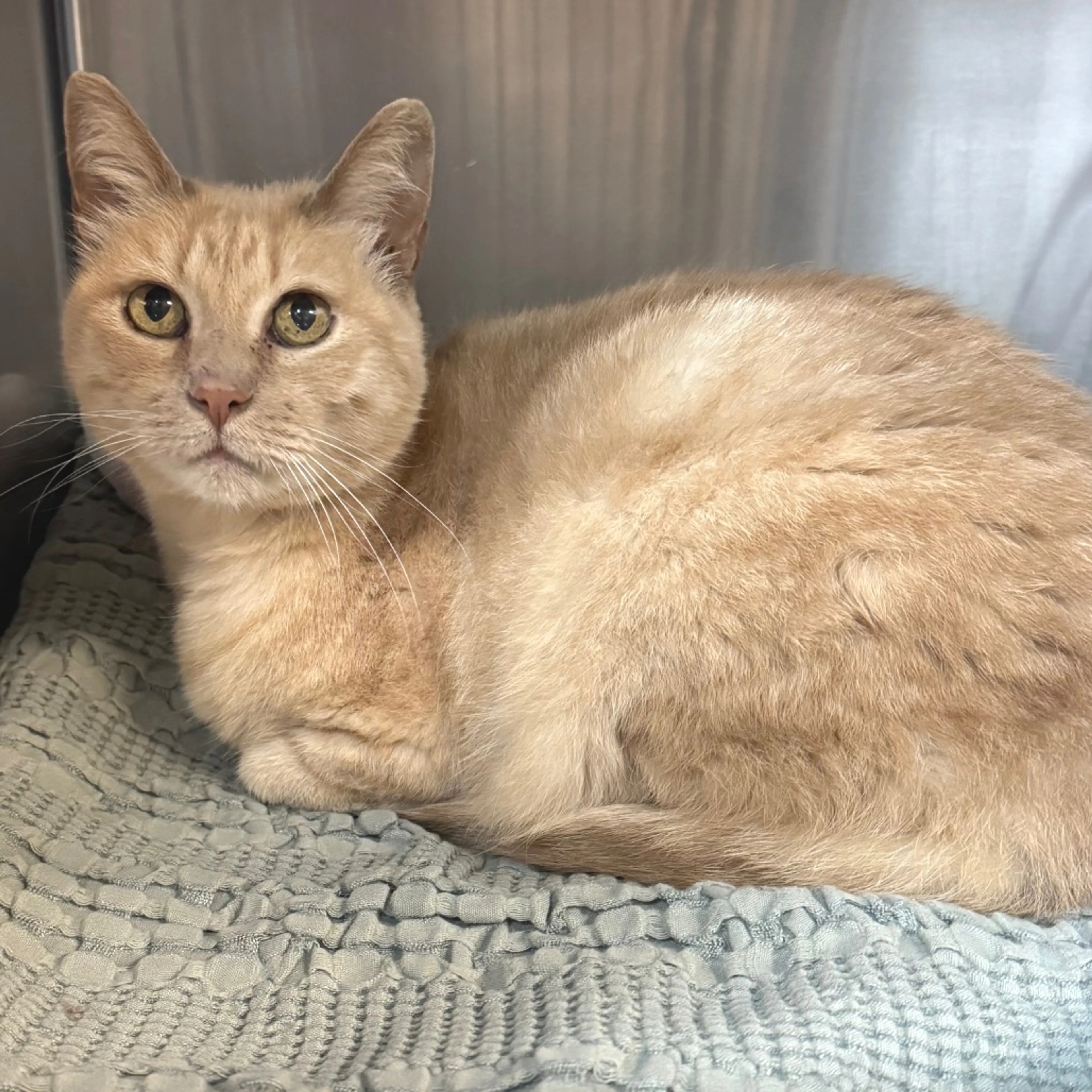 Found pet-7