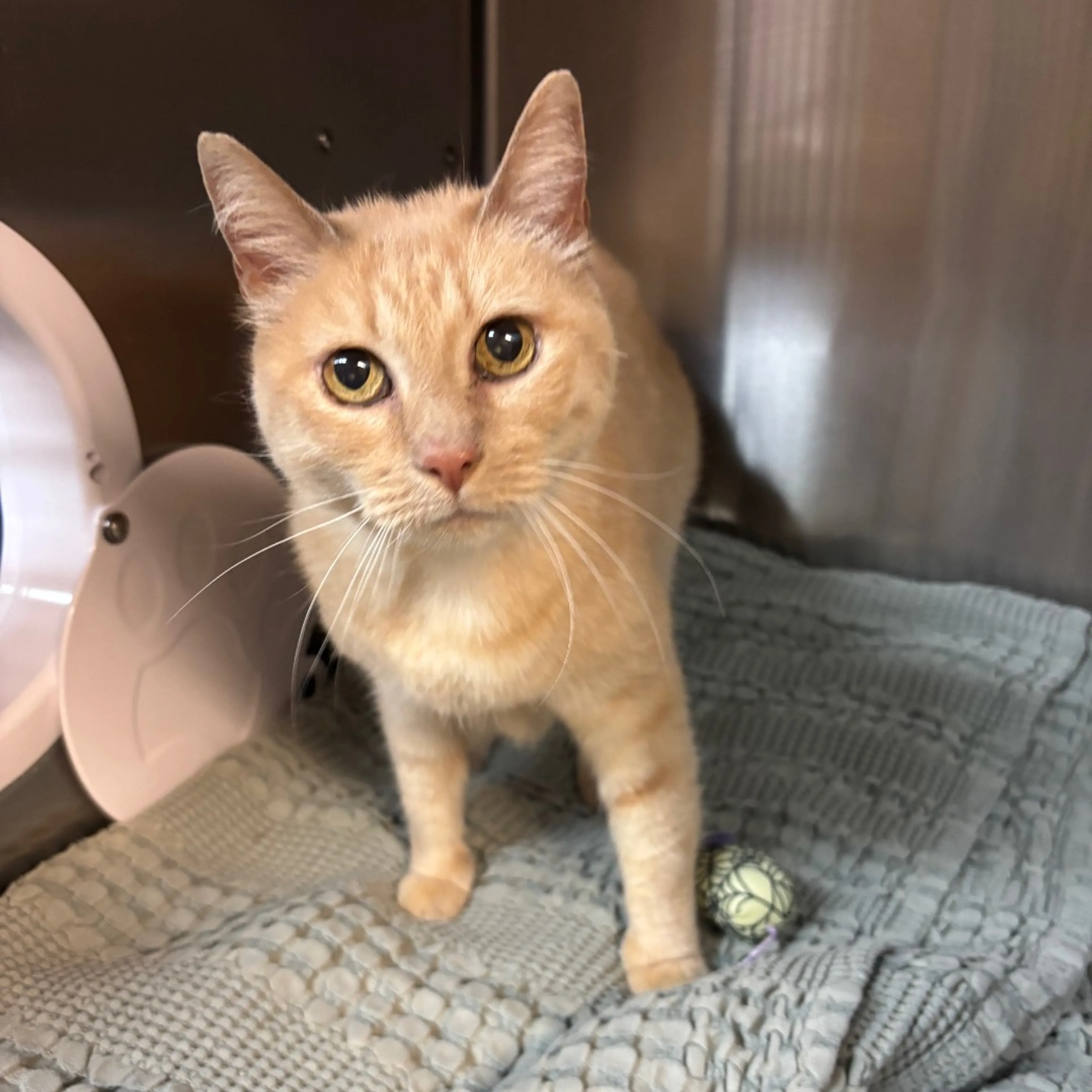 Found pet-4