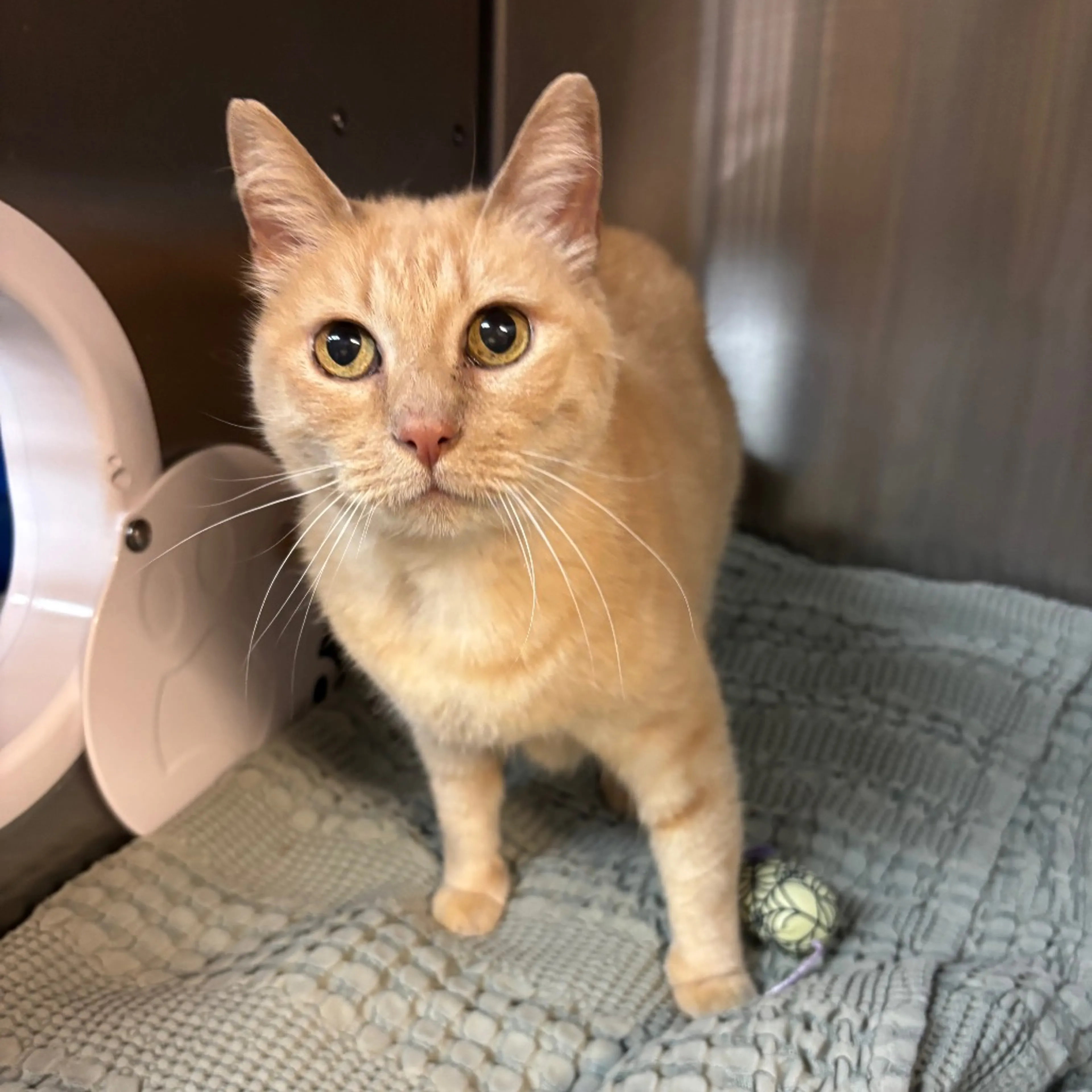 Found pet-3