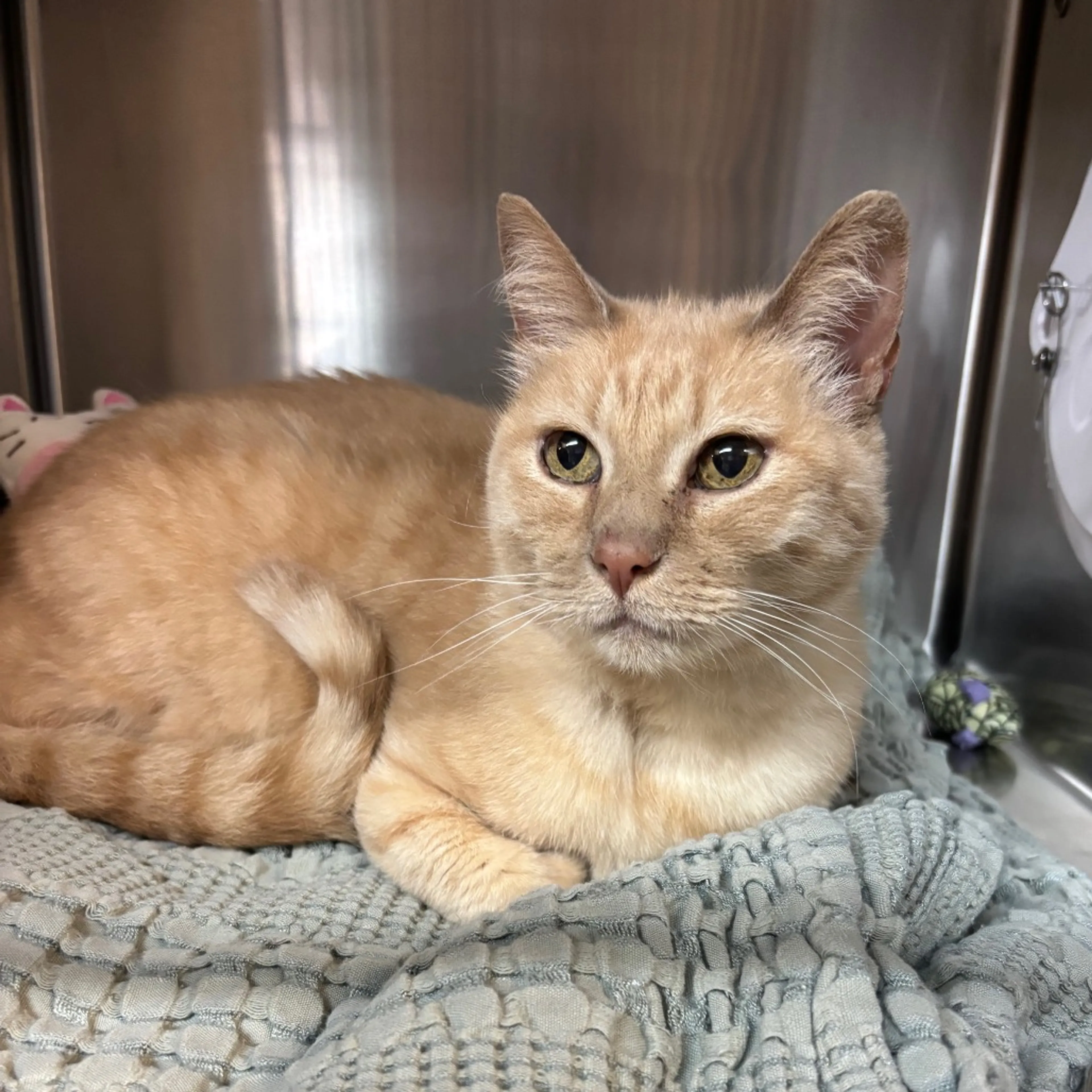 Found pet-6