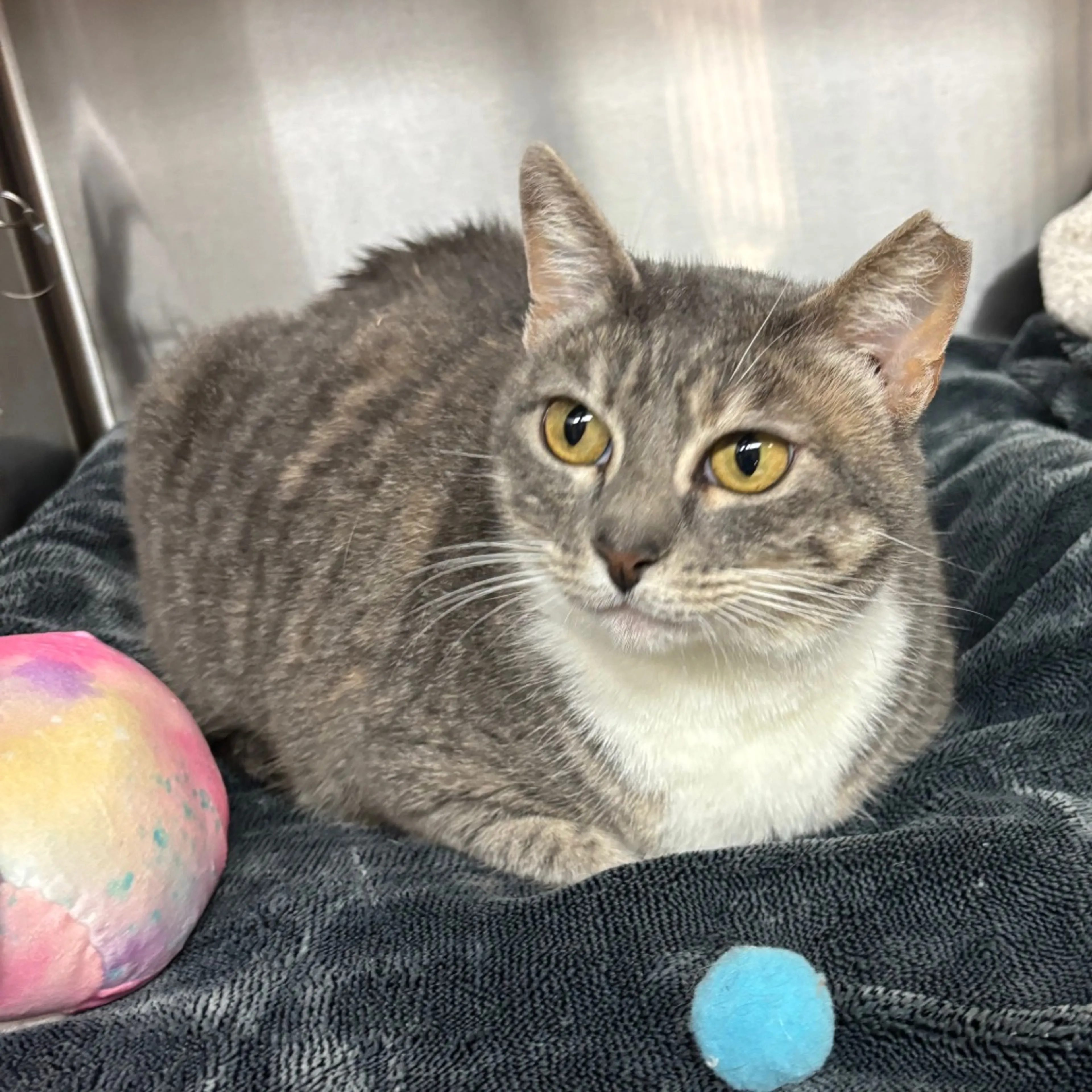 Found pet-3
