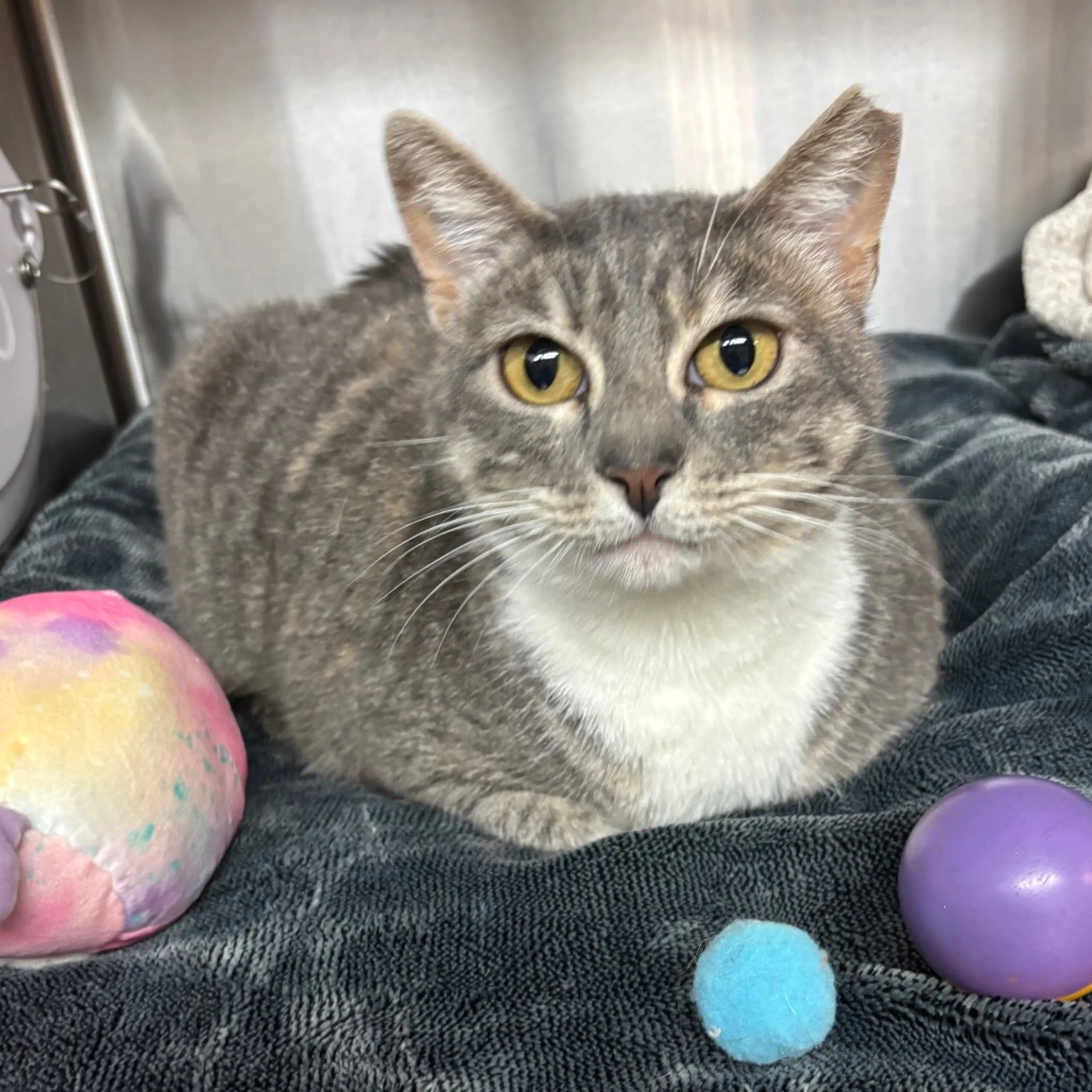 Found pet-1
