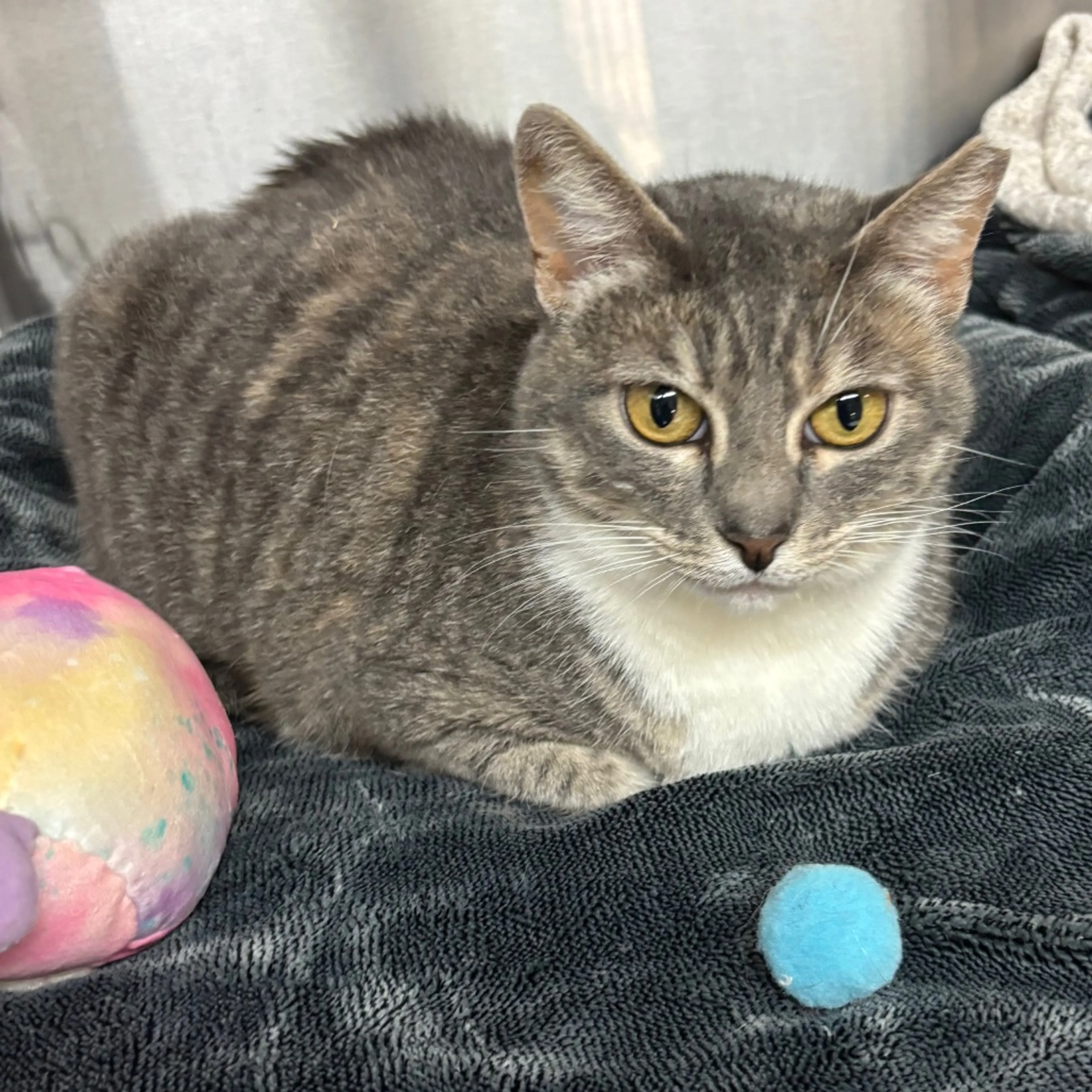 Found pet-2