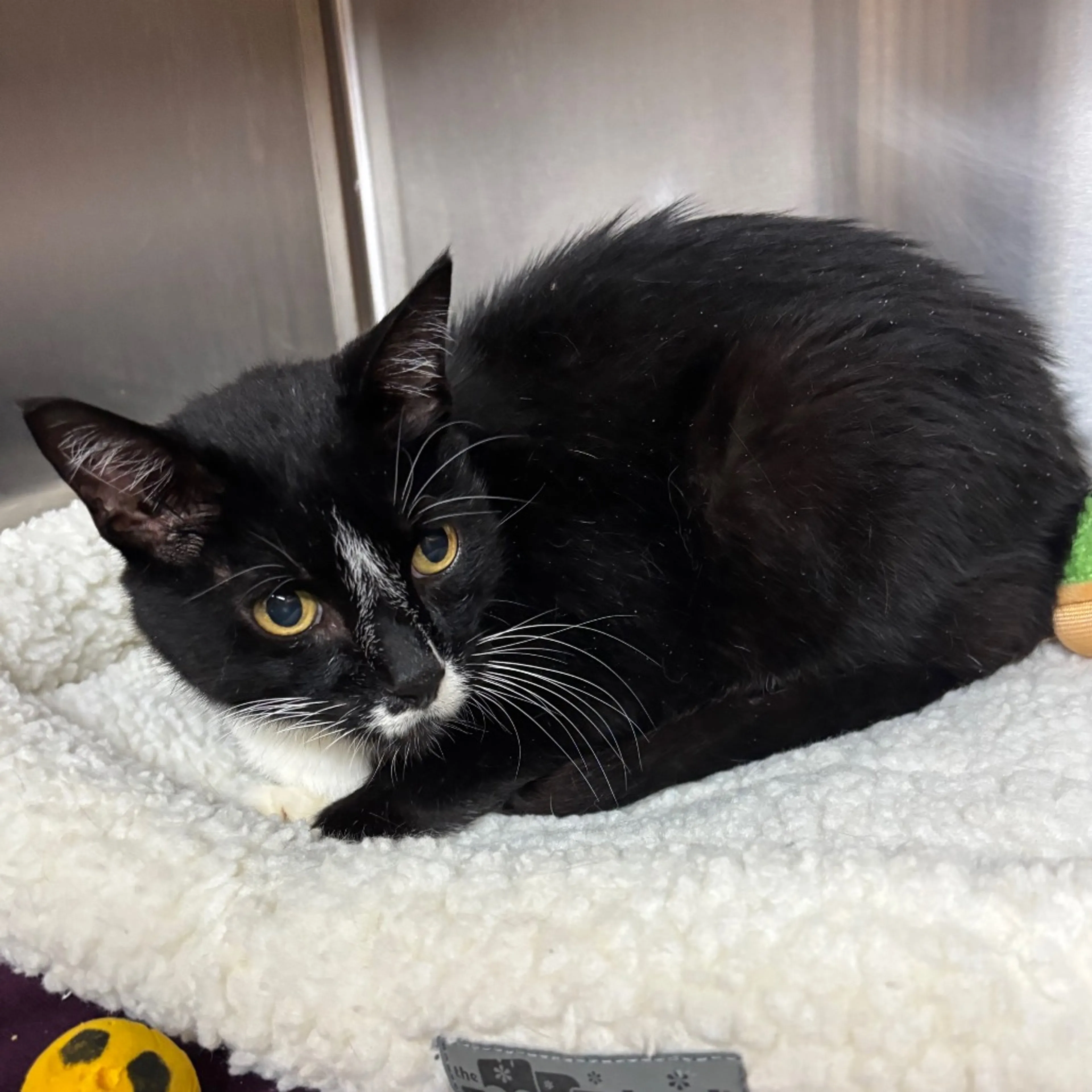 Found pet-3