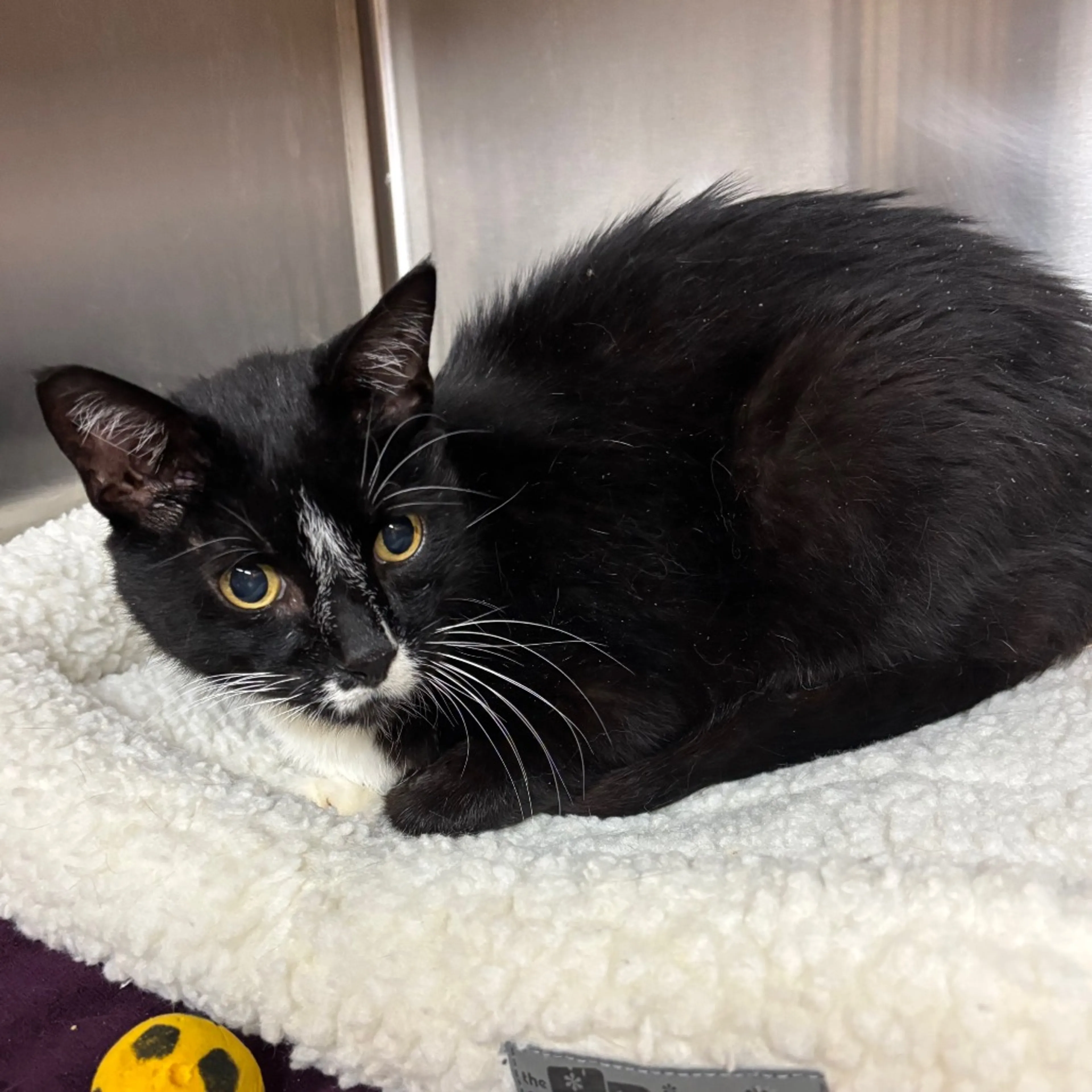 Found pet-2