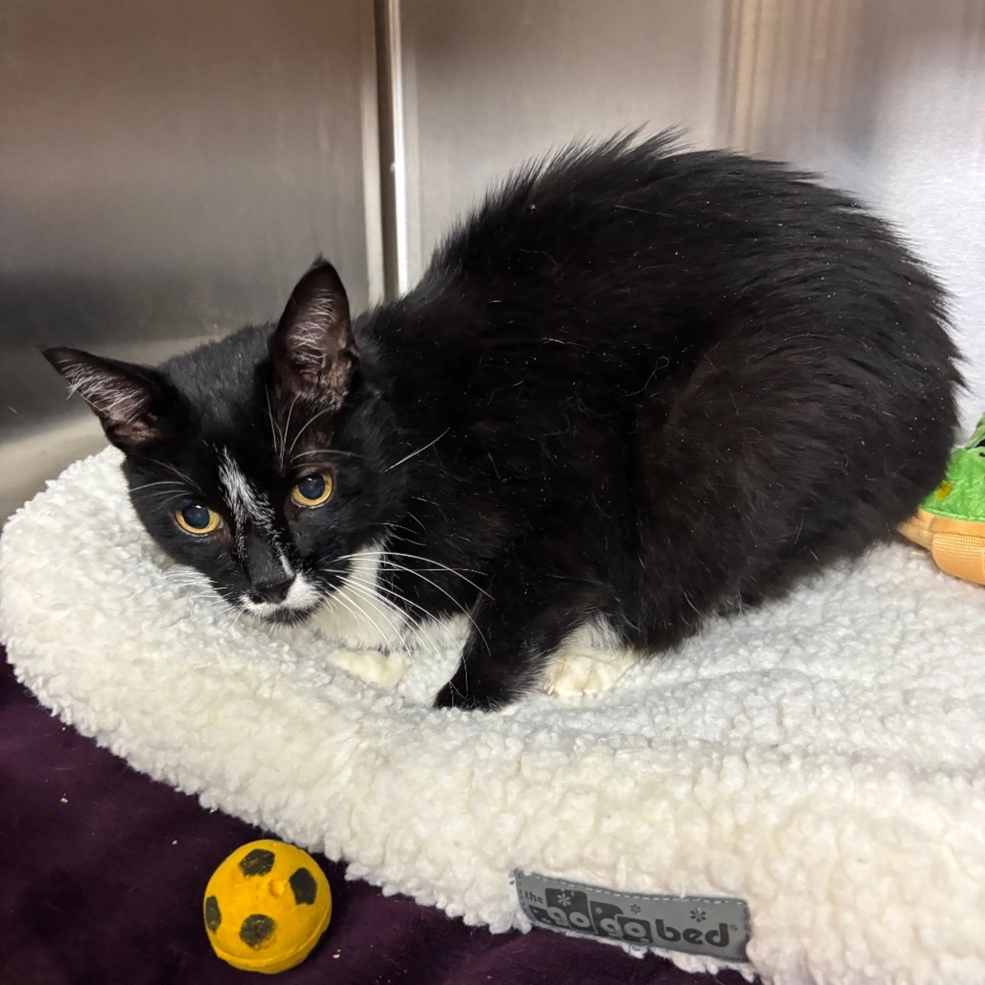 Found pet-1