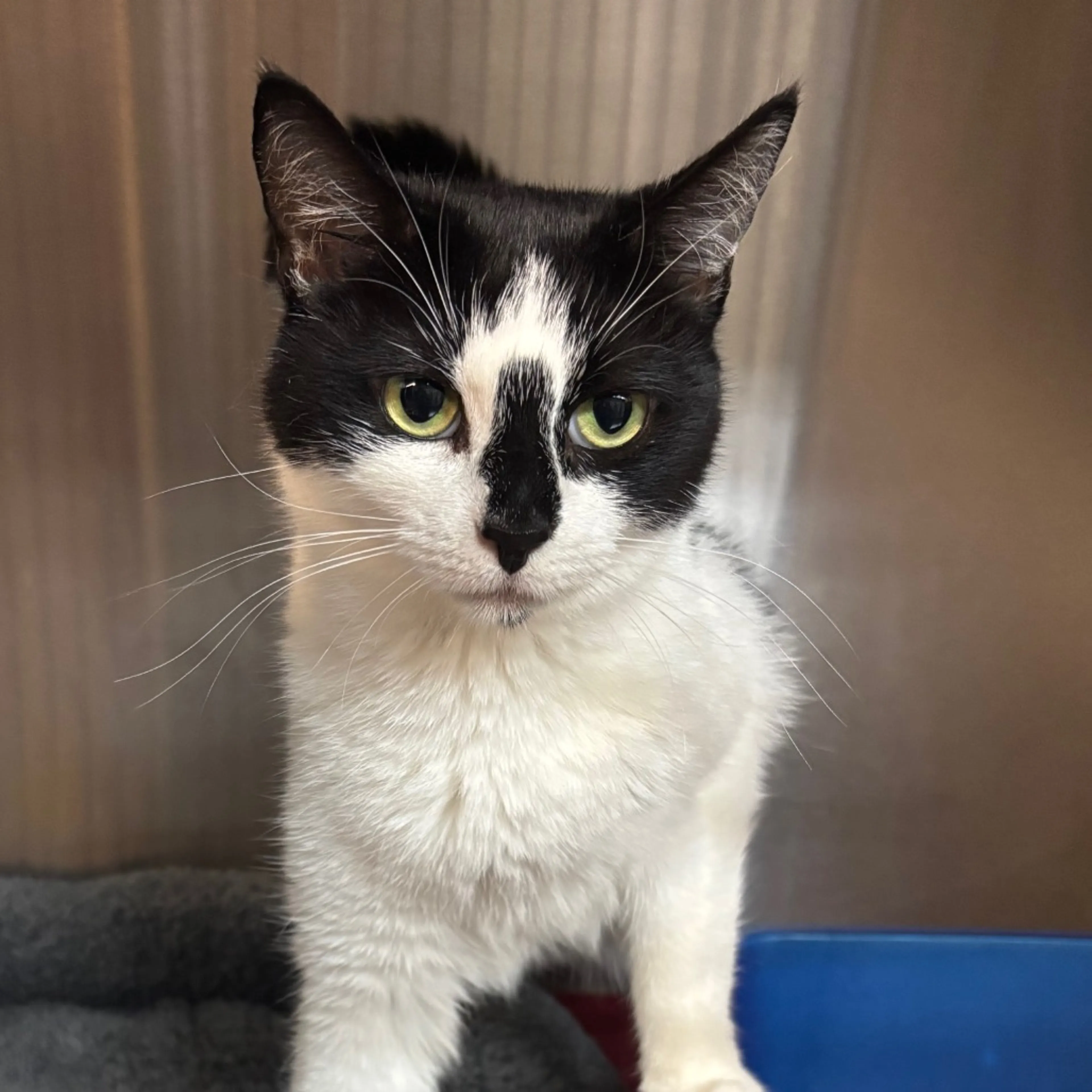 Found pet-2