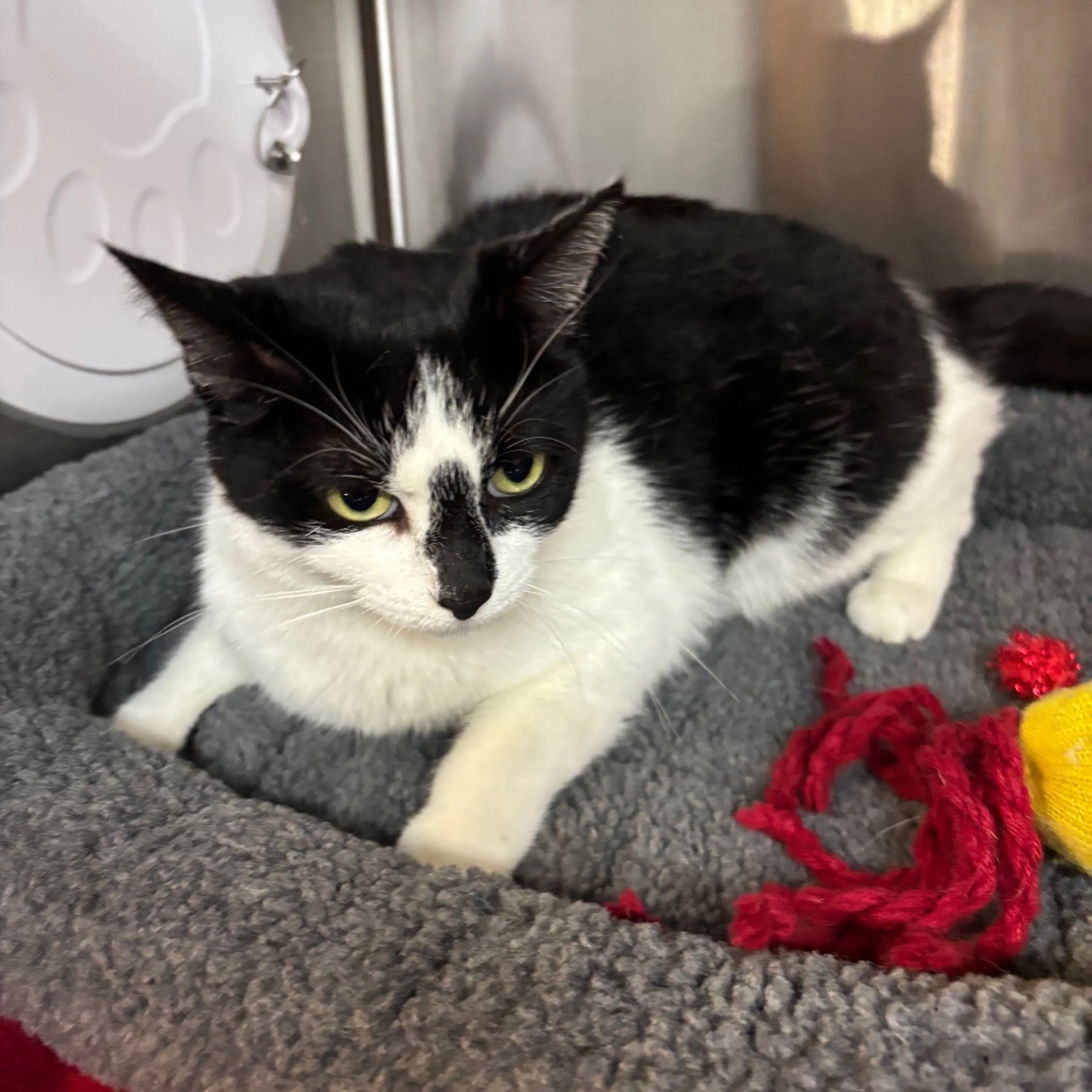 Found pet-1