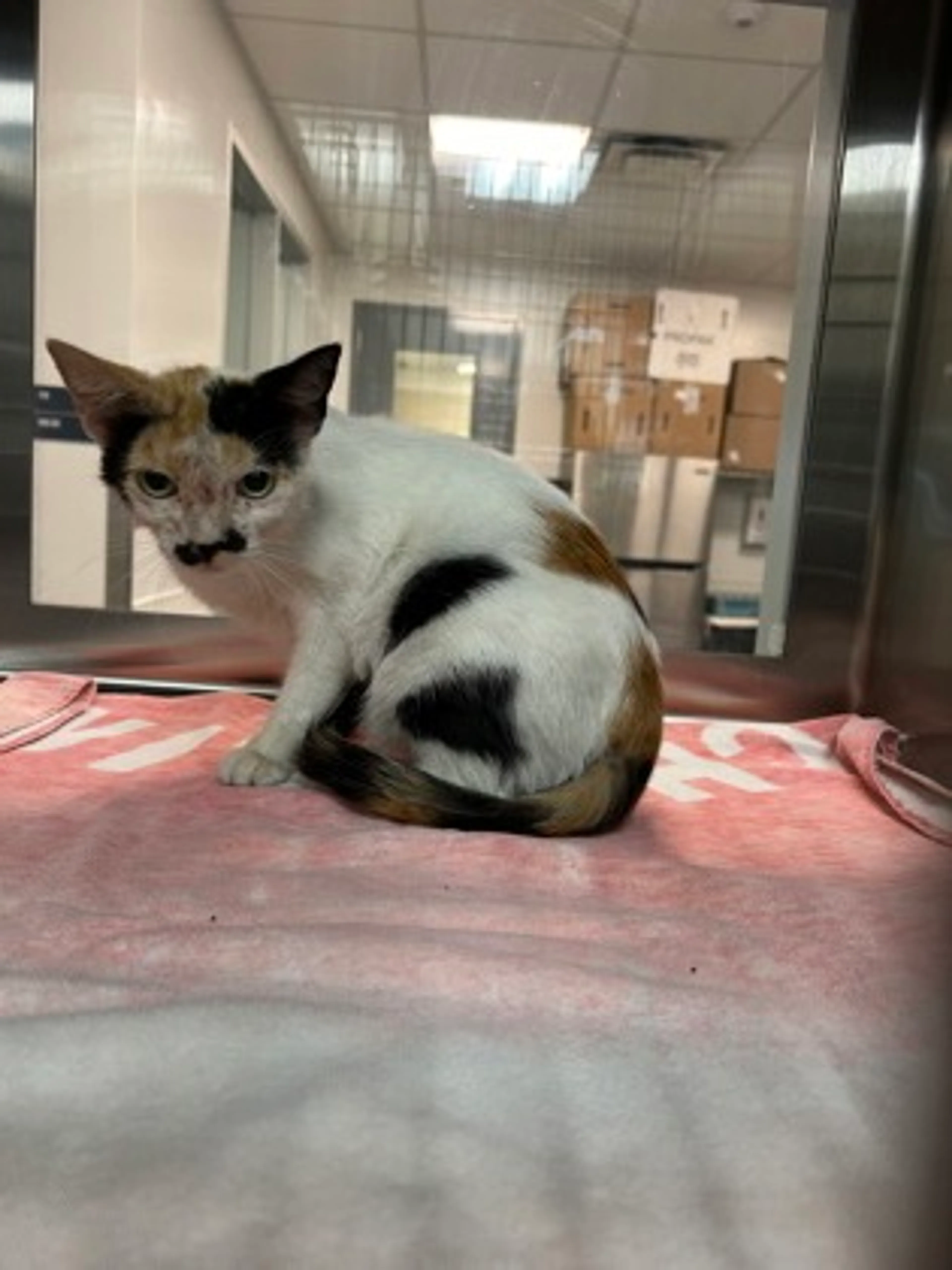 Found pet