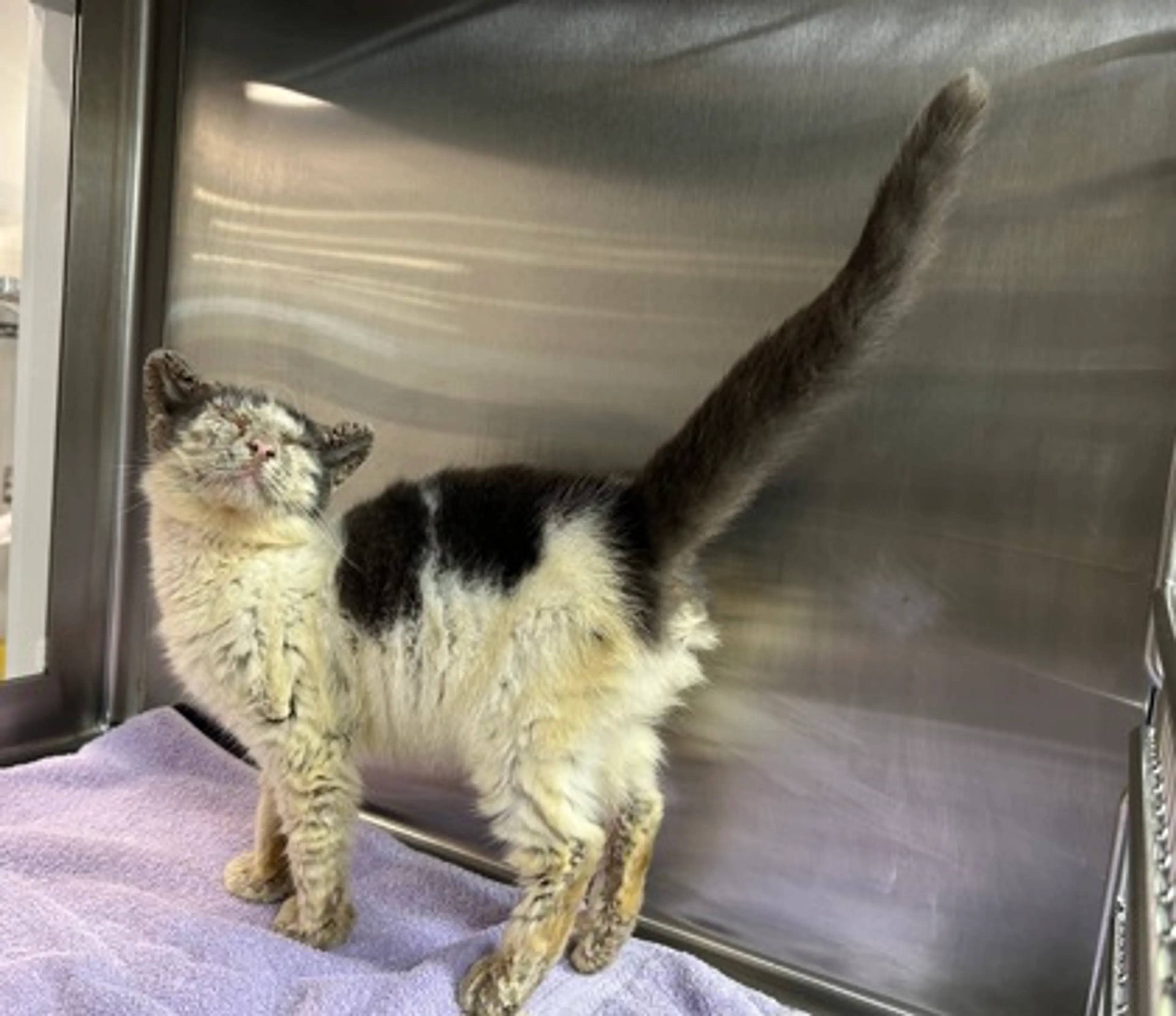 Found pet