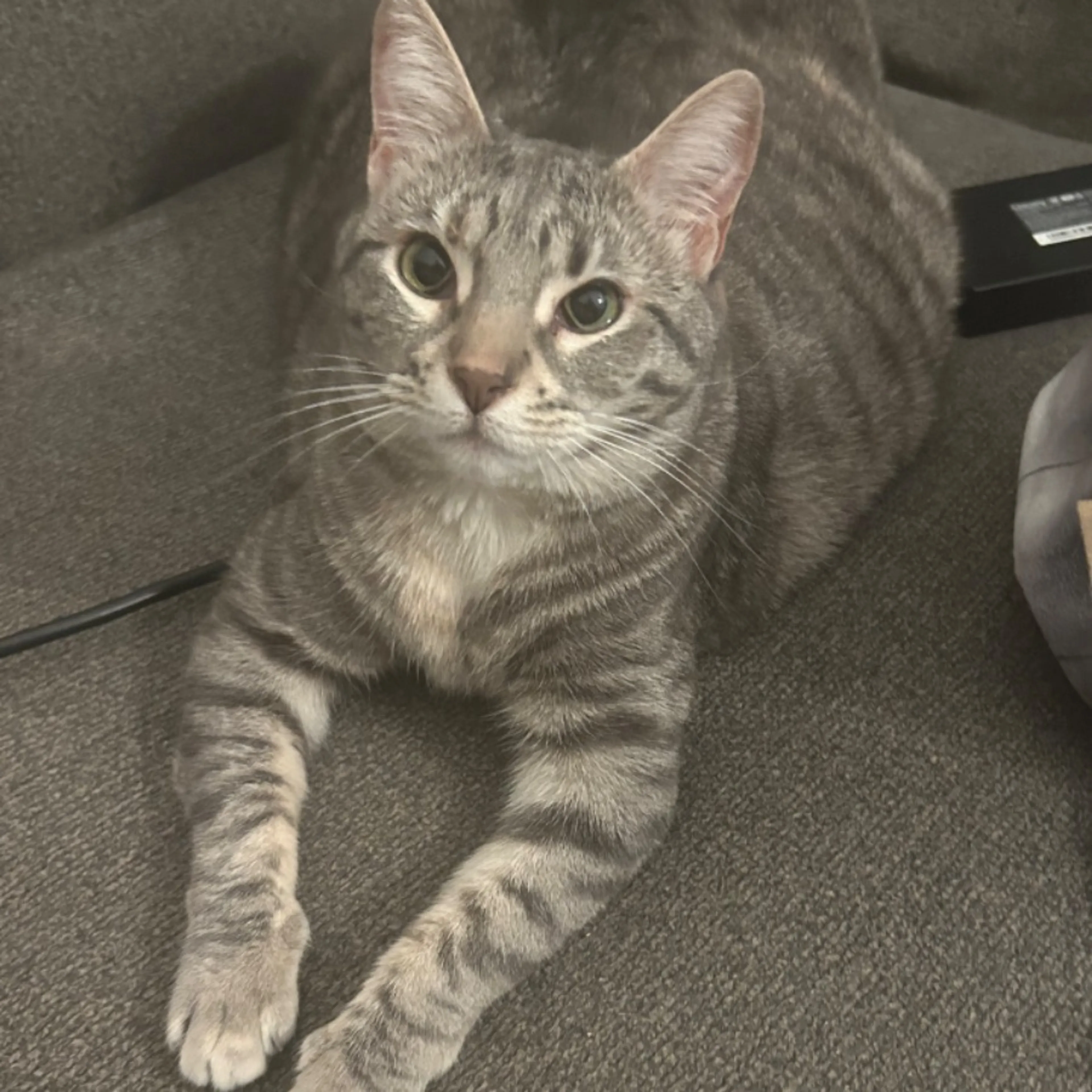Lost pet