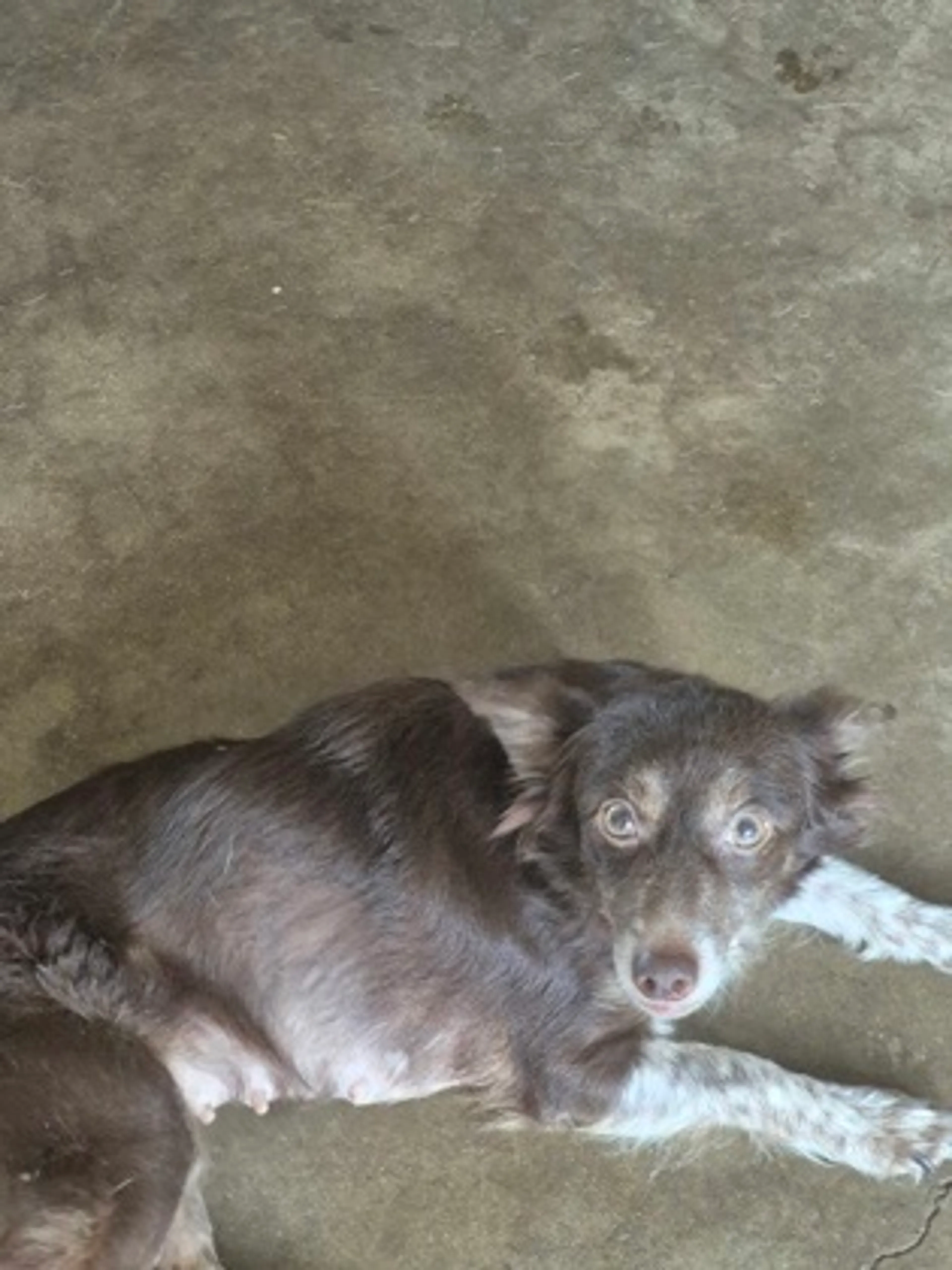 Found pet