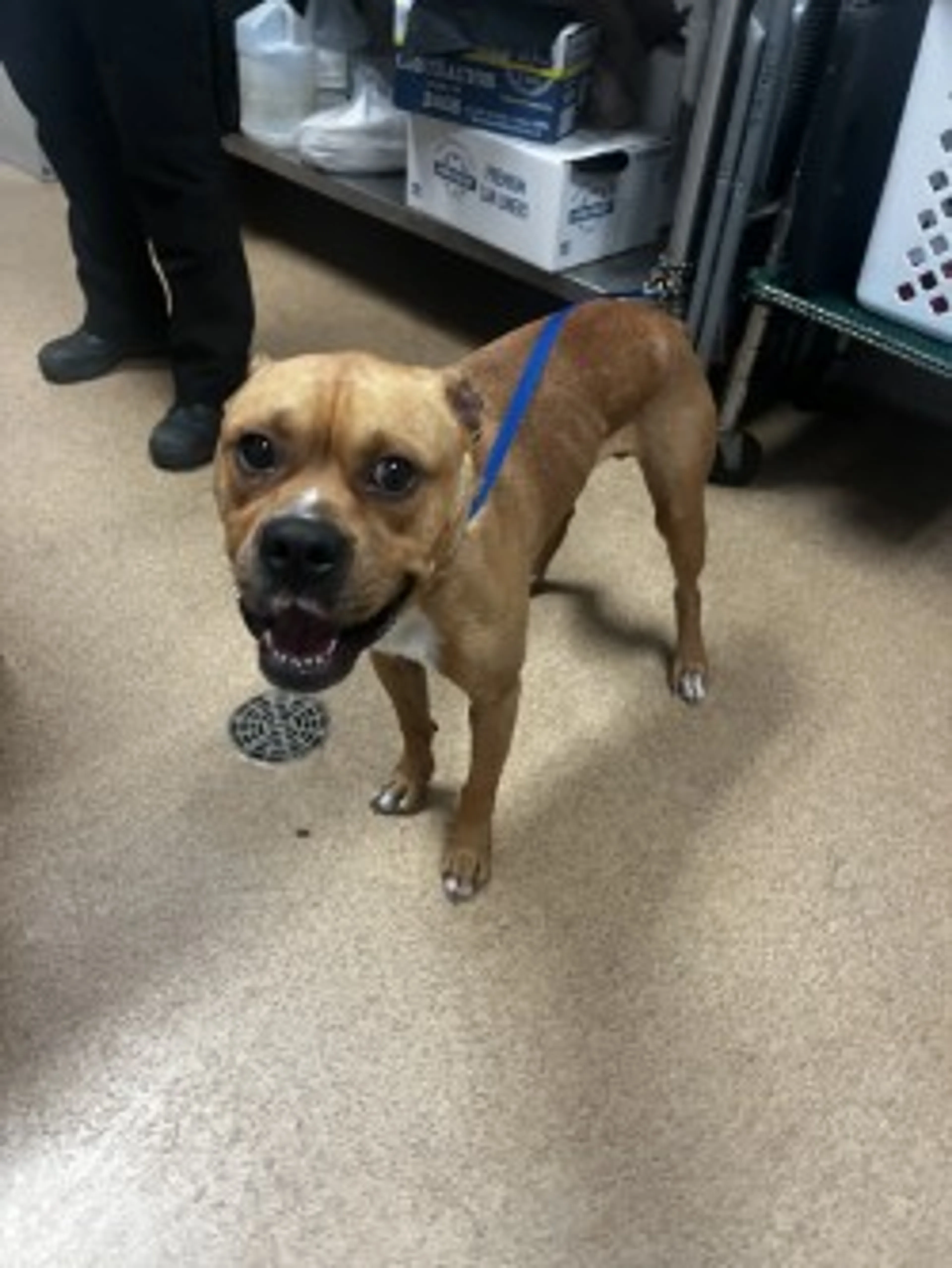 Found pet