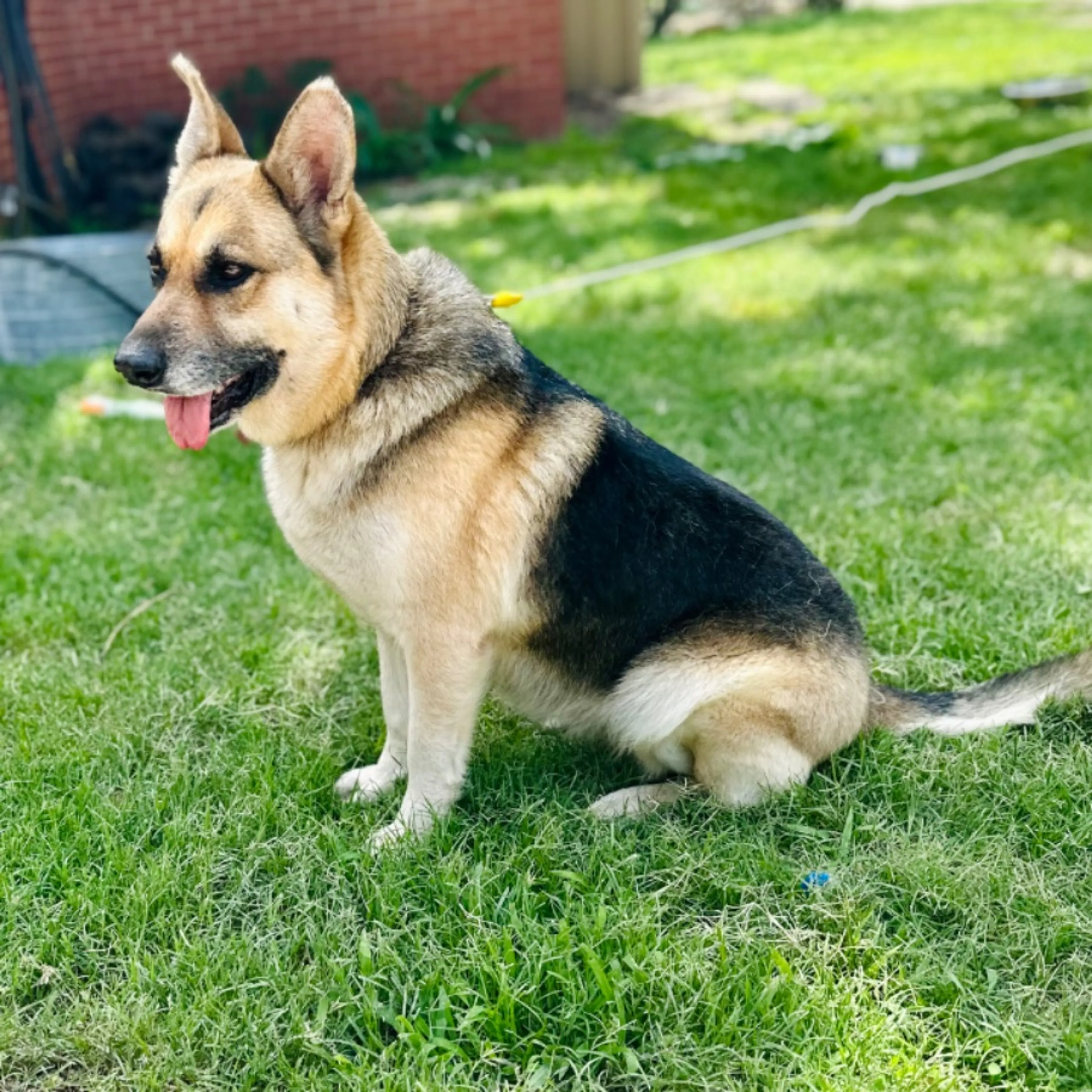 Lost pet
