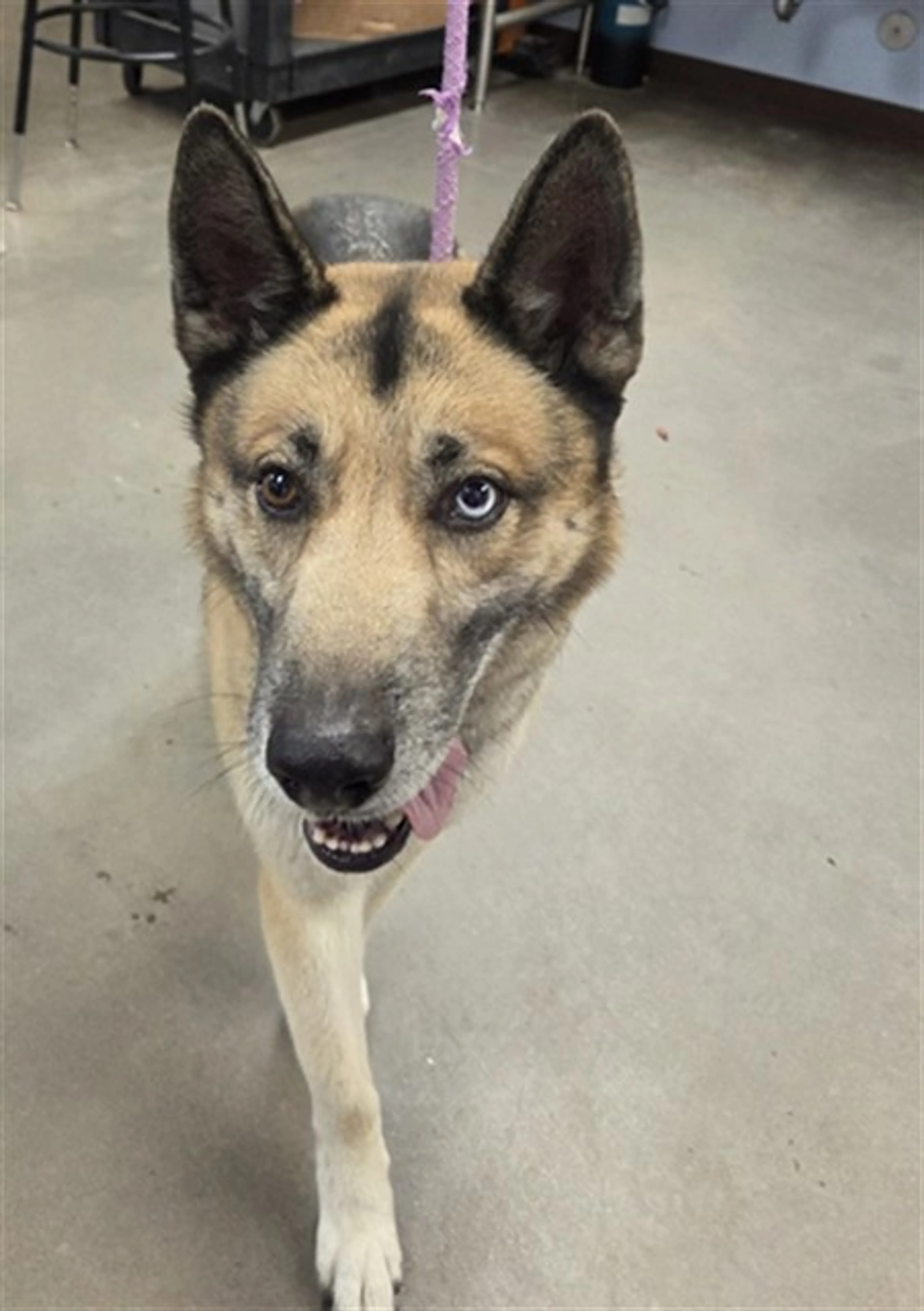 Found pet
