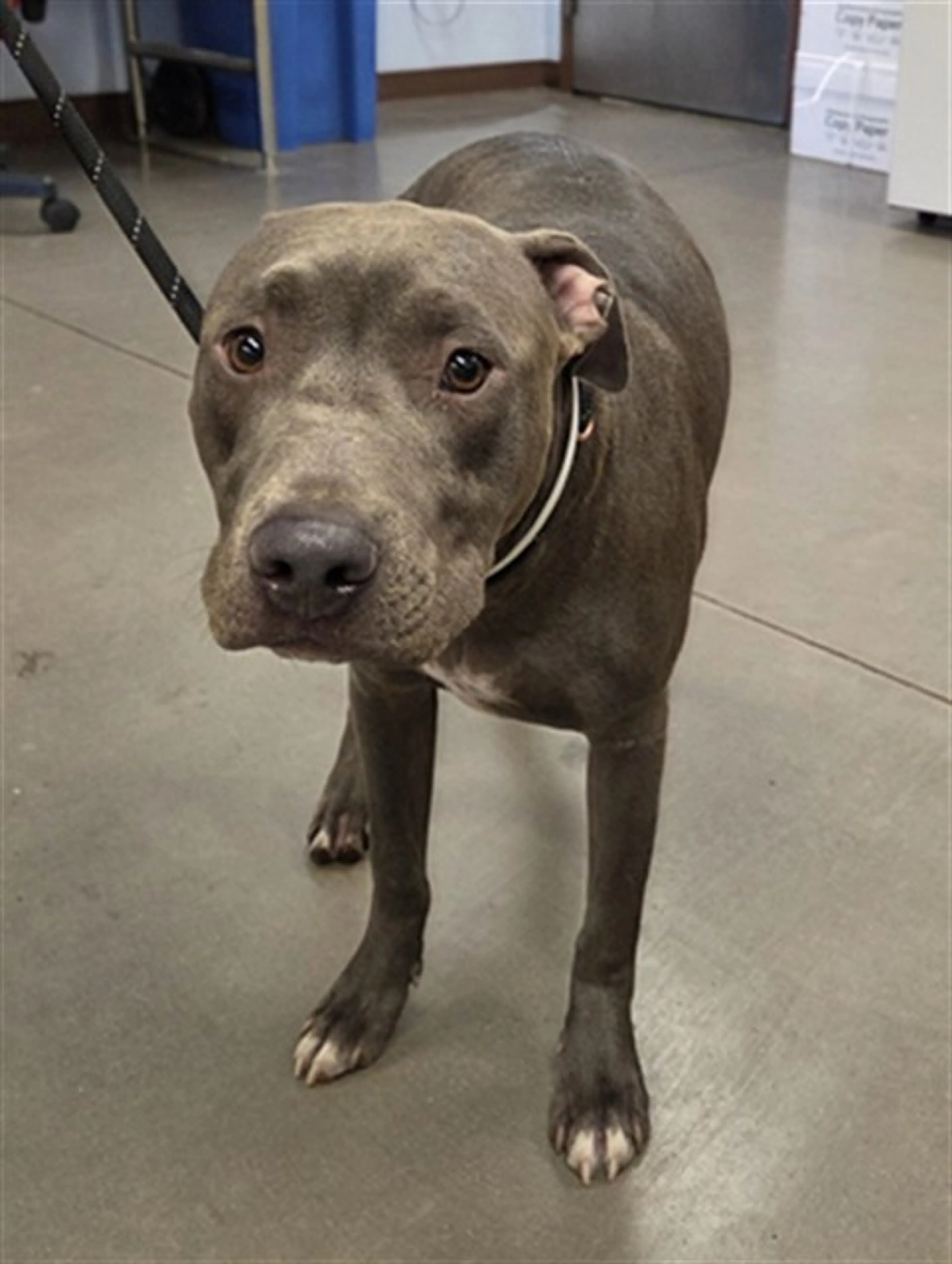Found pet