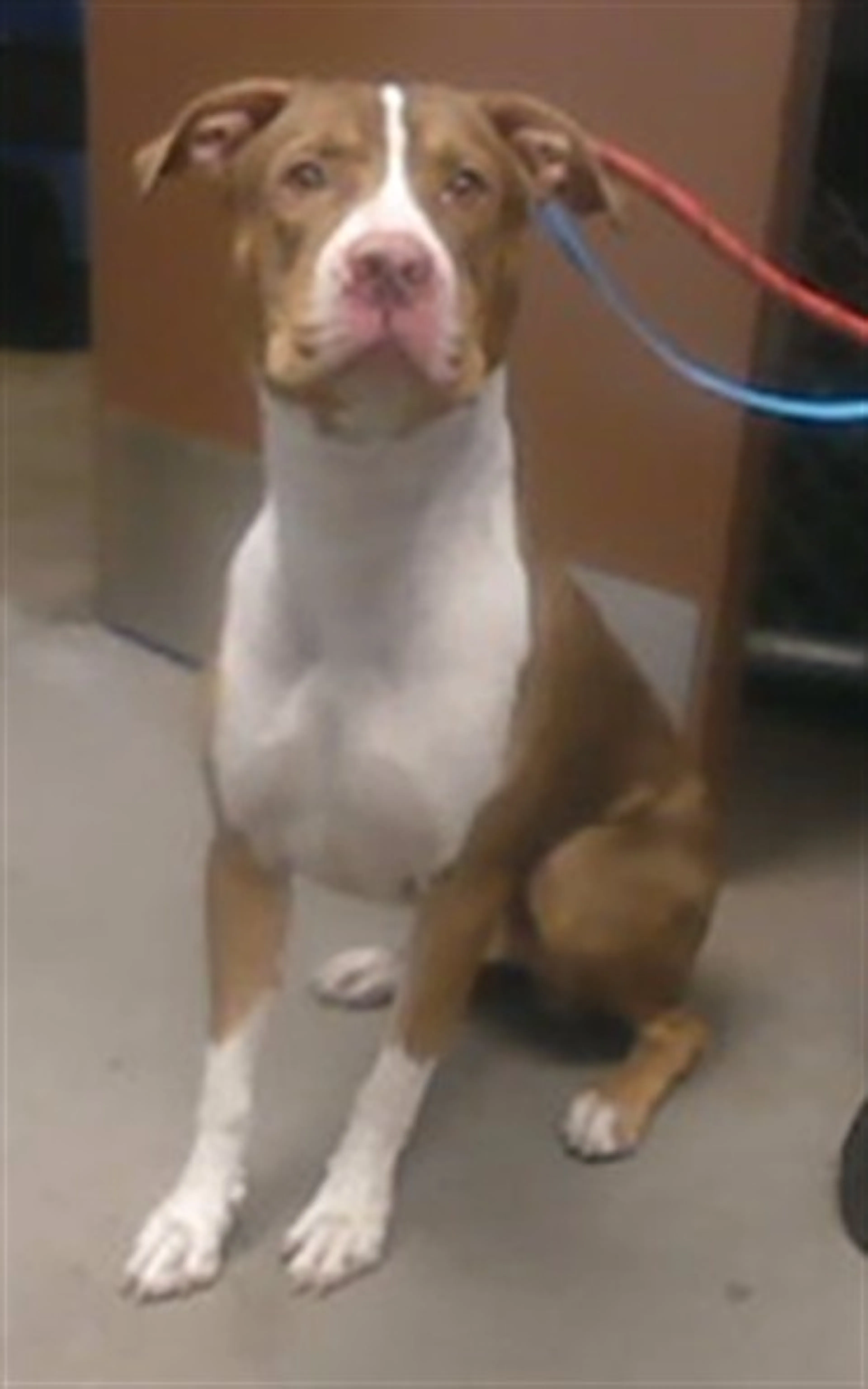 Found pet