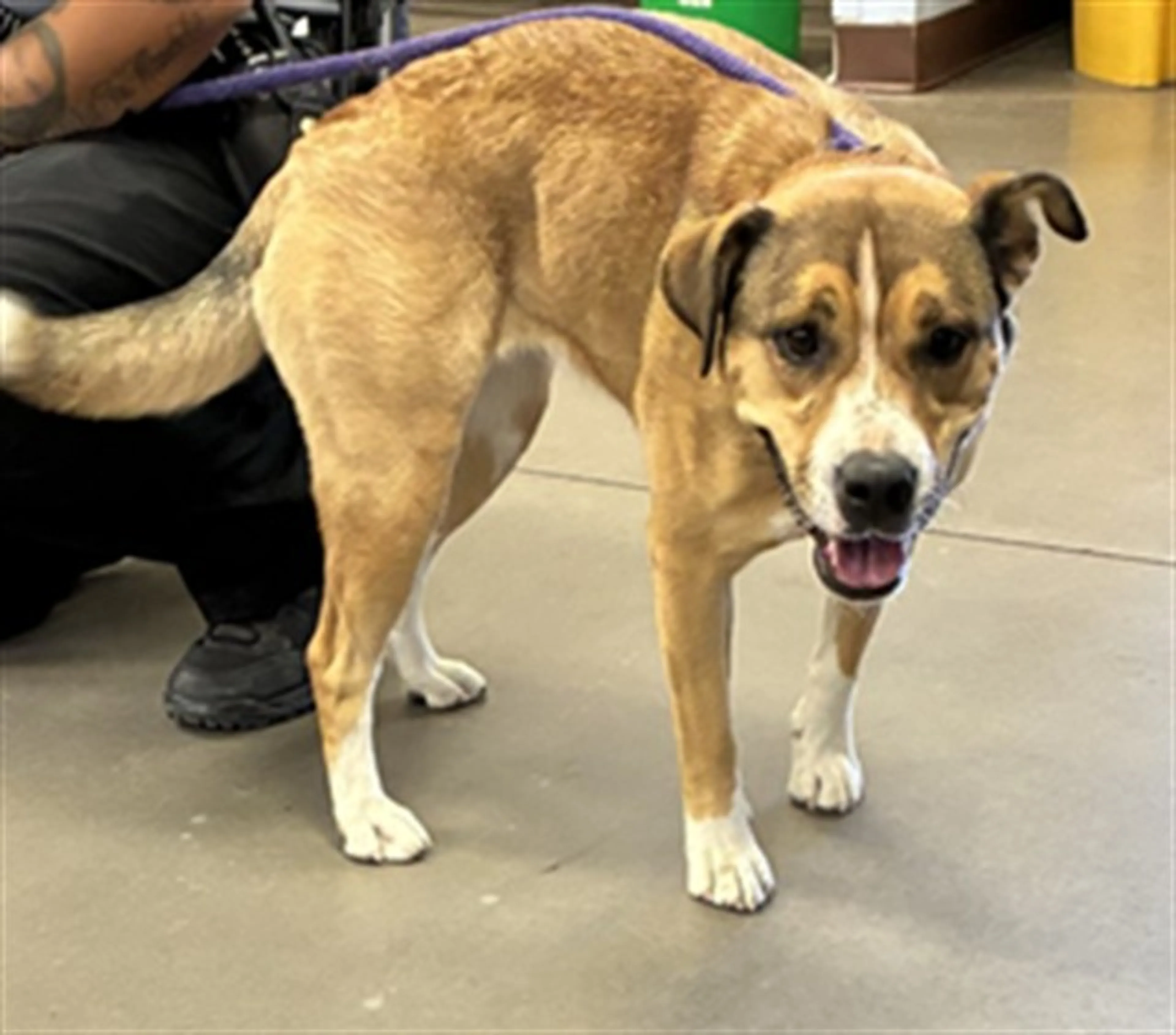 Found pet