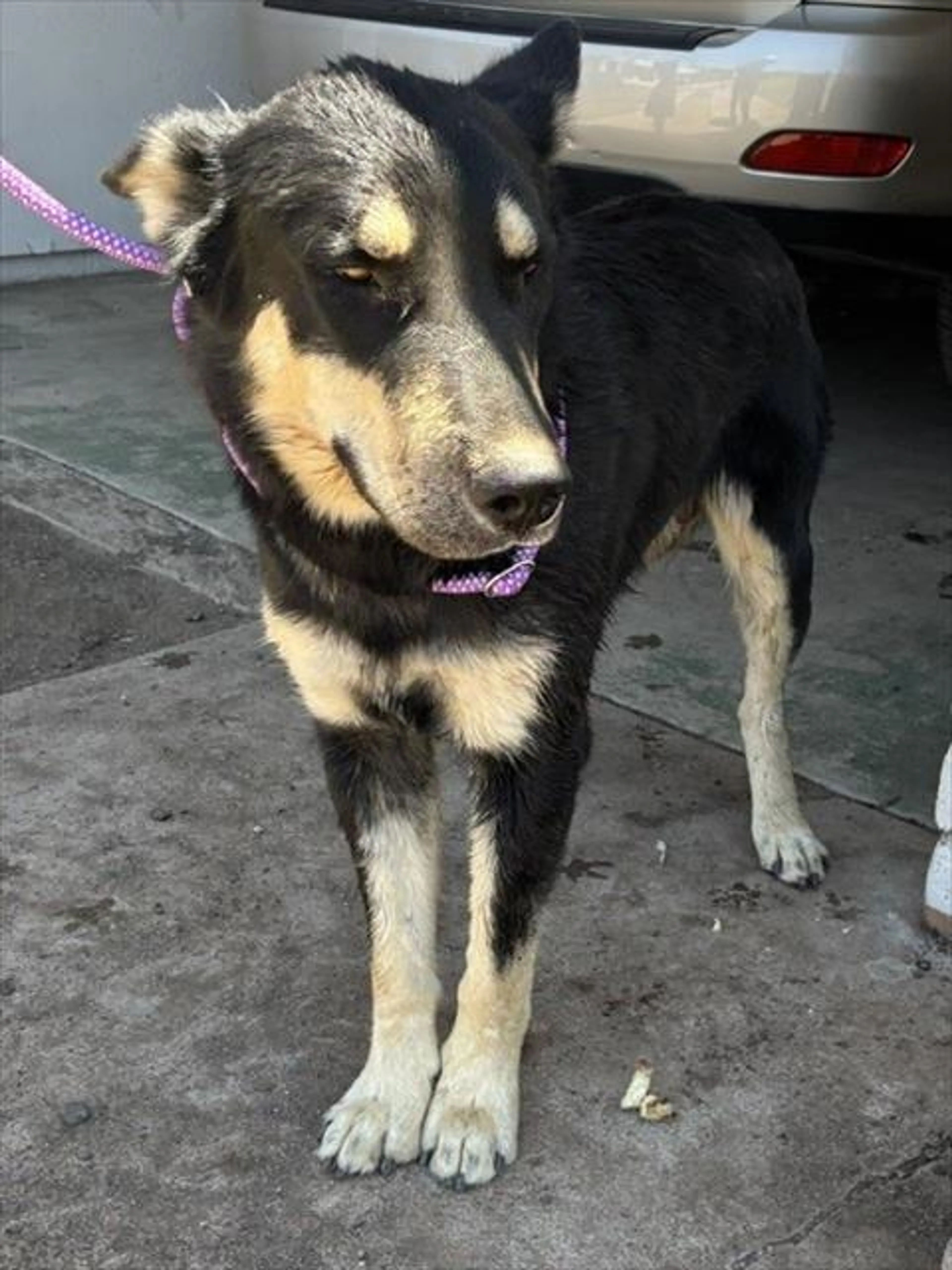 Found pet