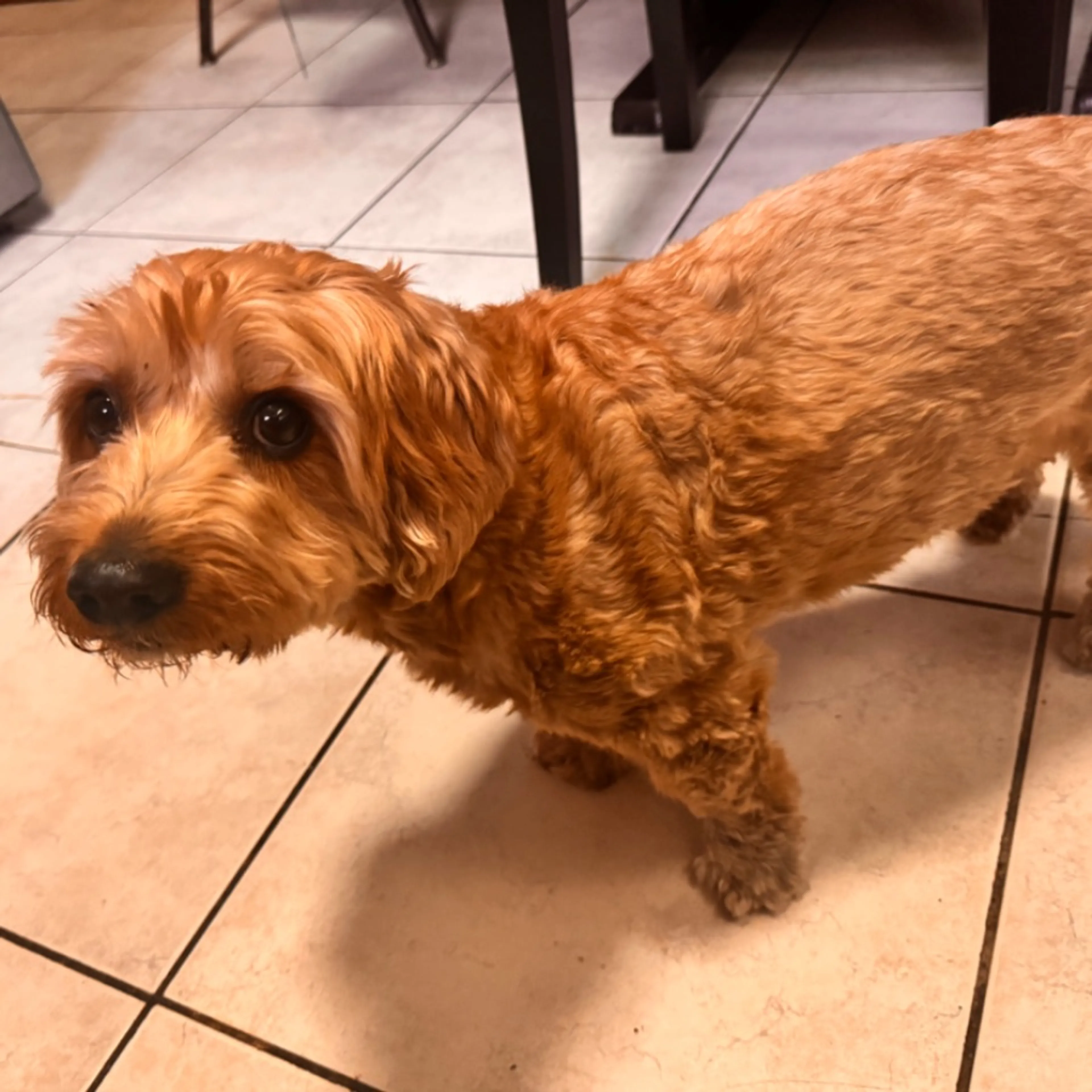 Found pet