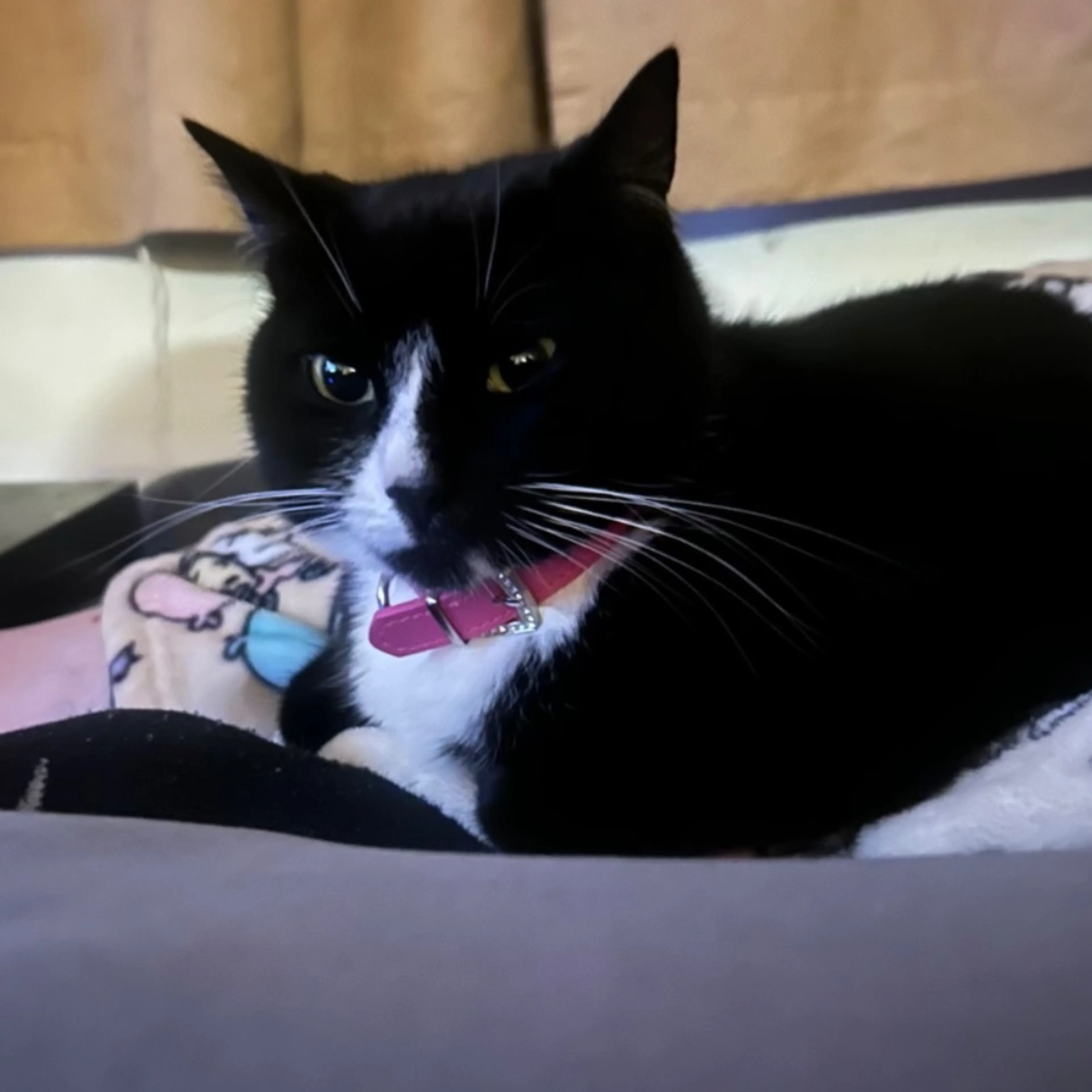 Lost pet-0