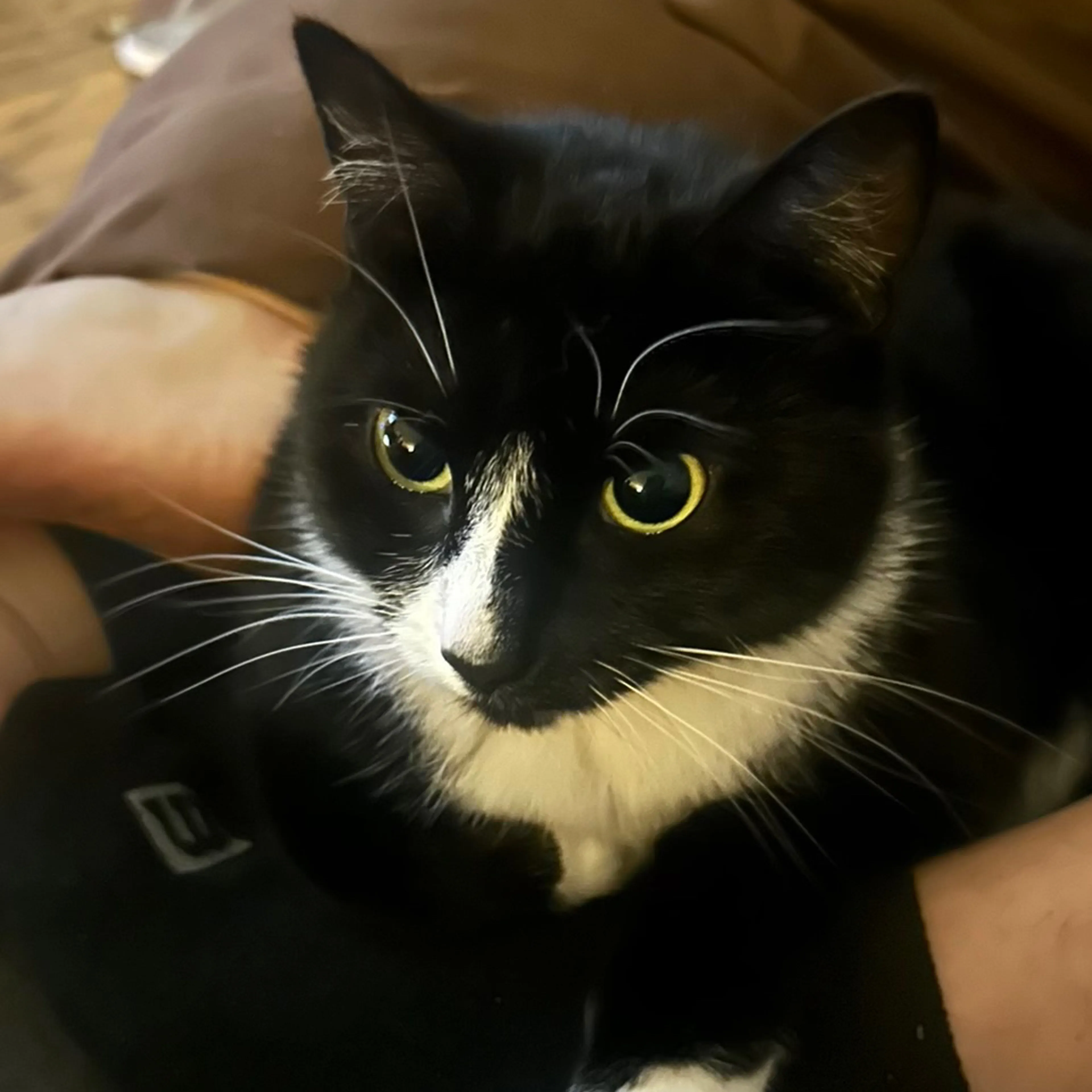 Lost pet-2