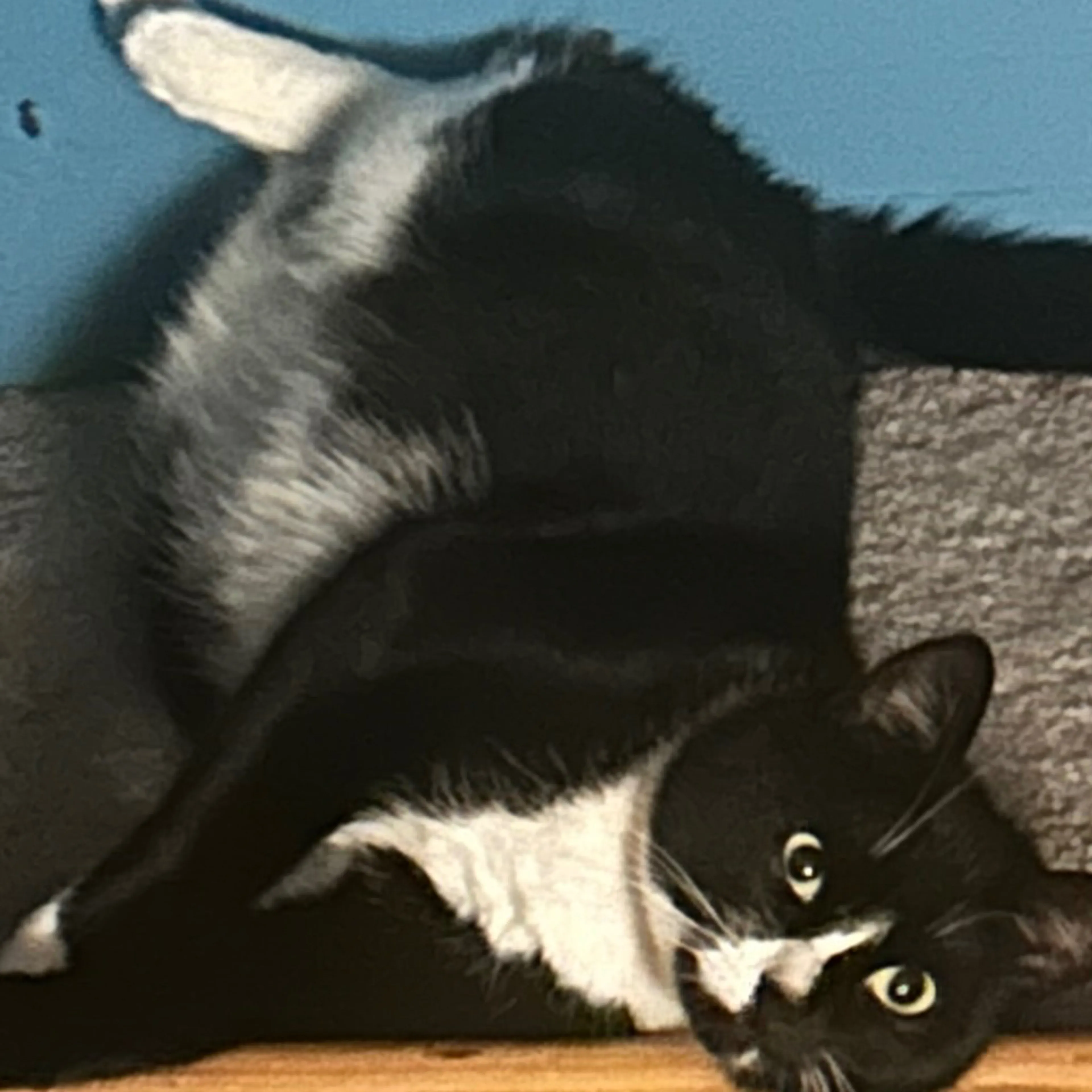 Lost pet-1