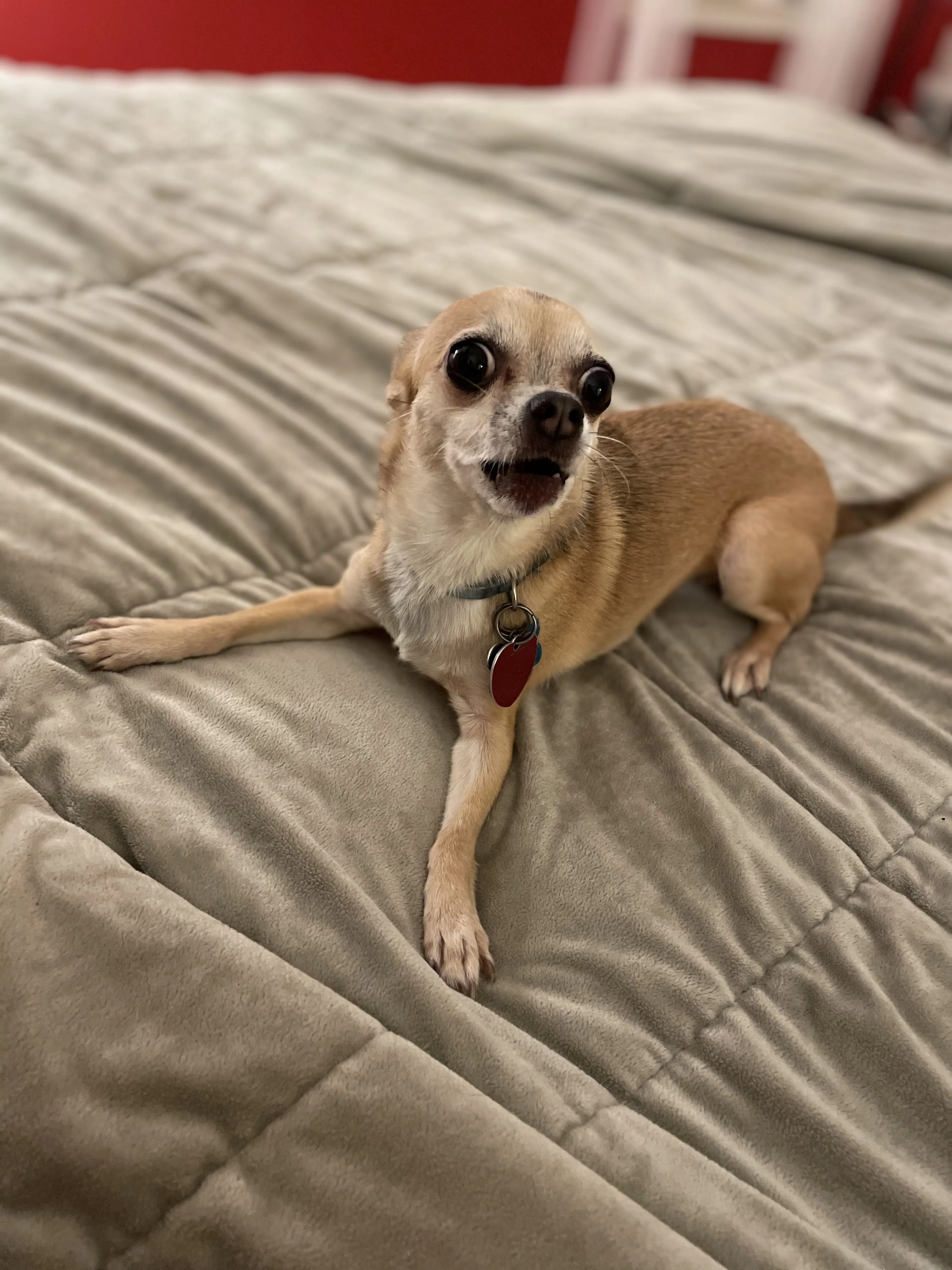 Lost pet-3