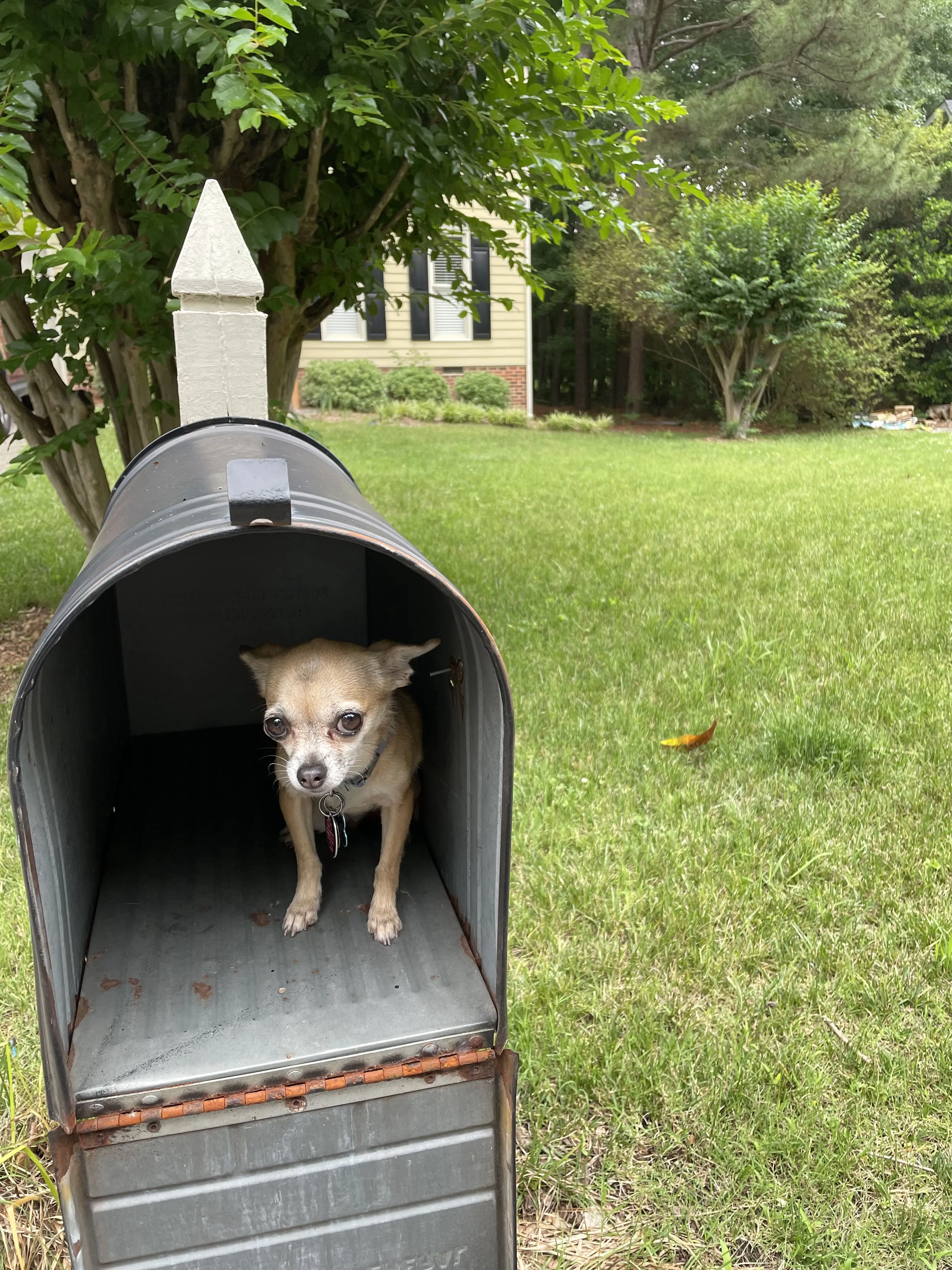 Lost pet-2