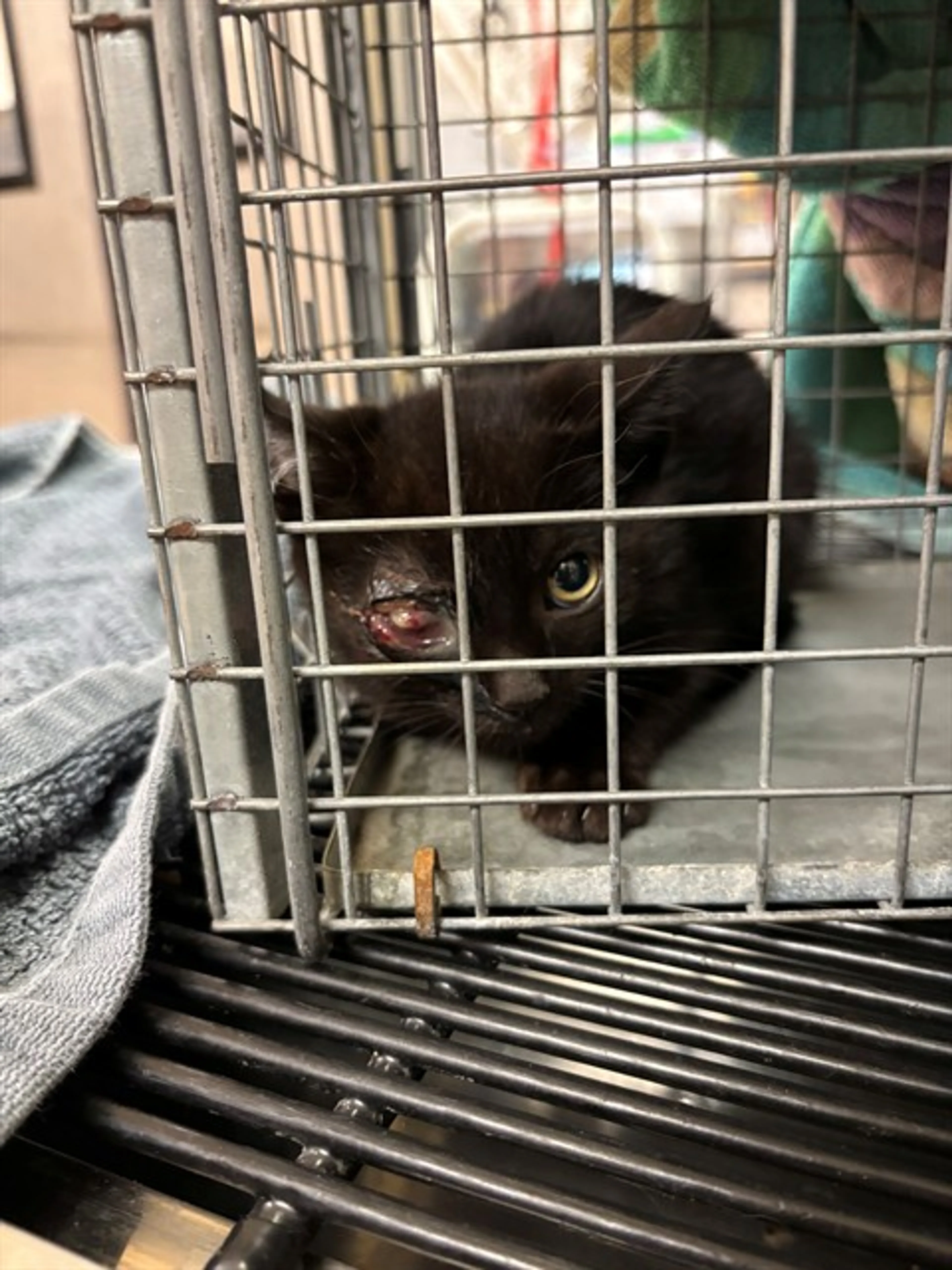 Found pet