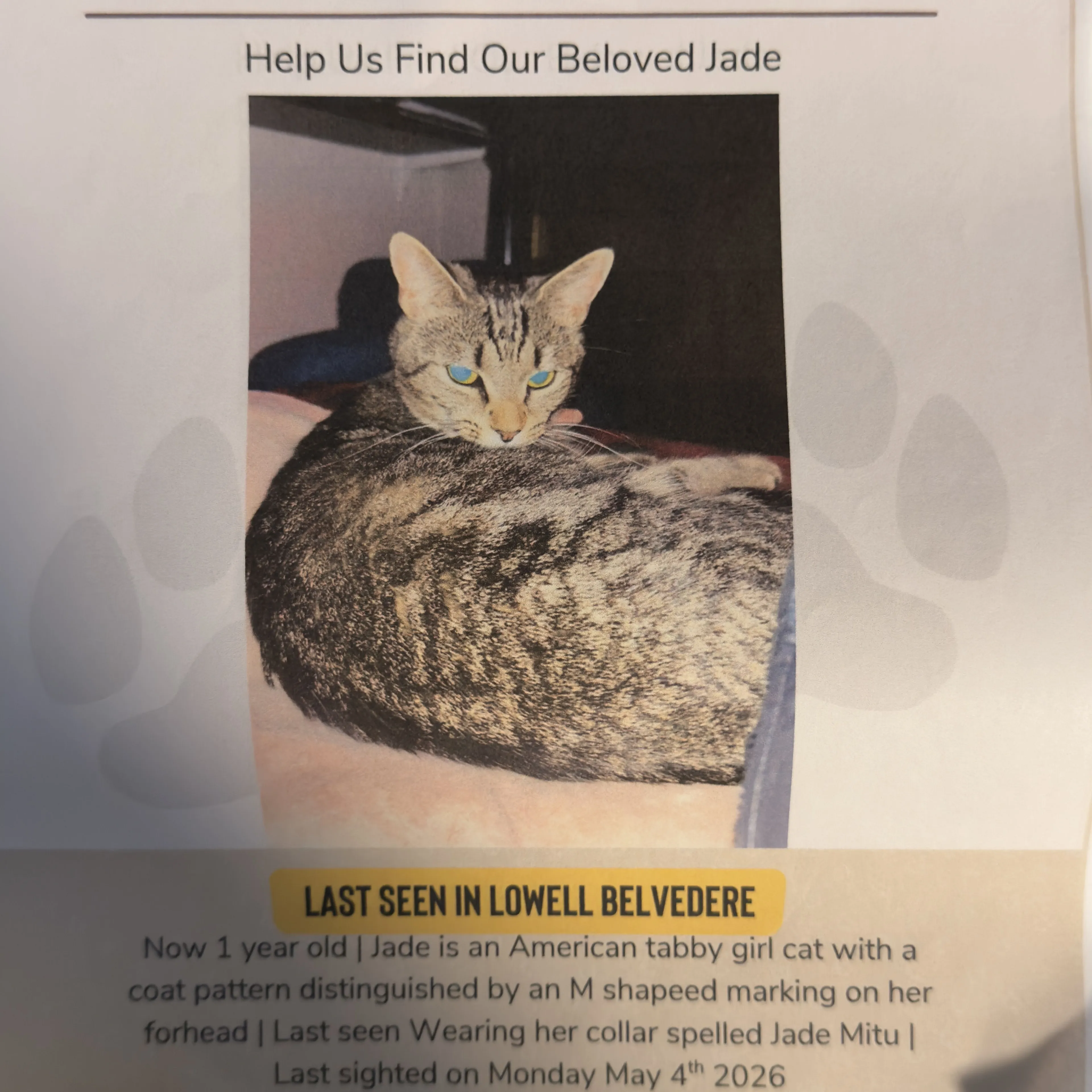 Lost pet