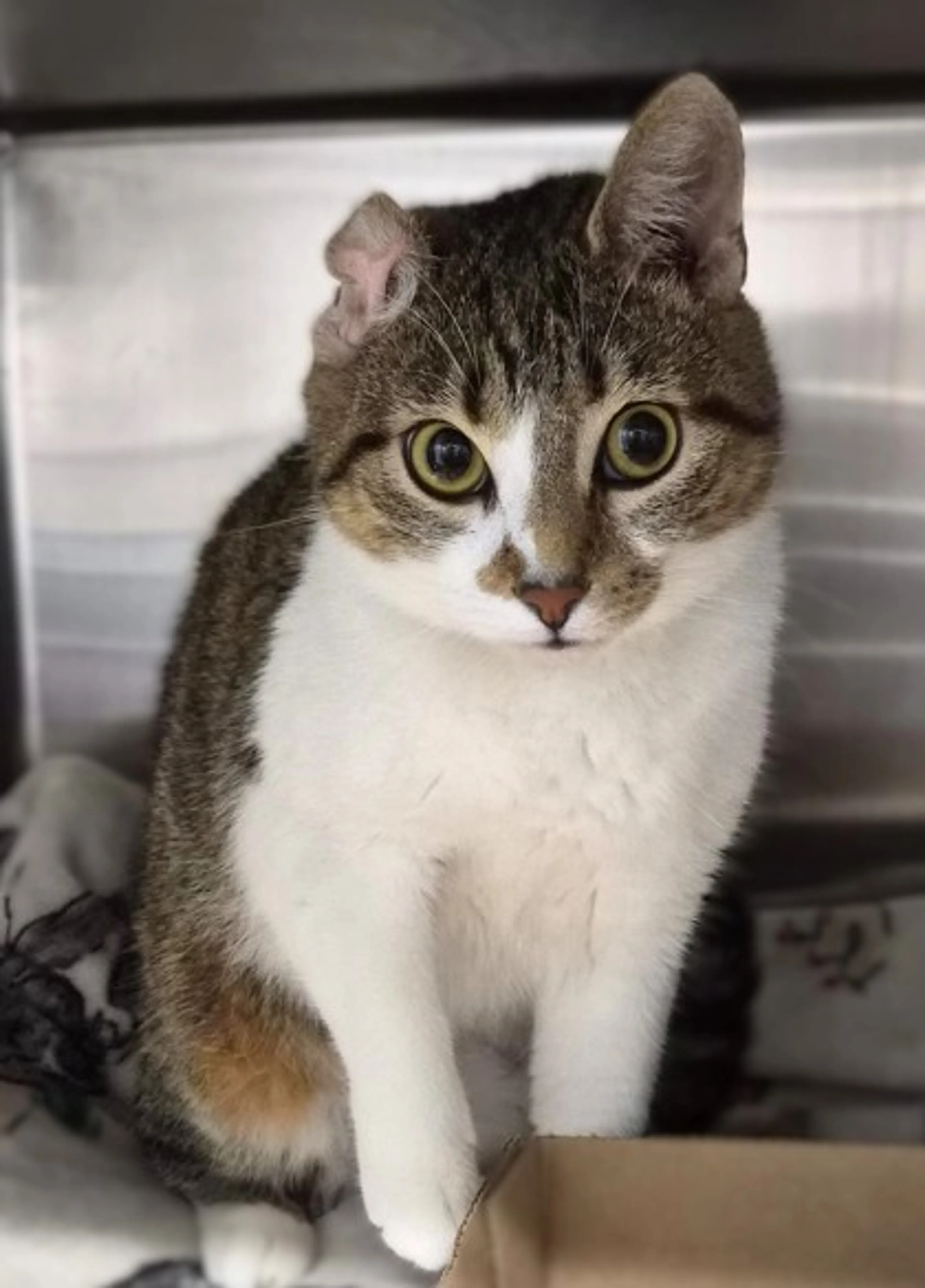 Found pet-0
