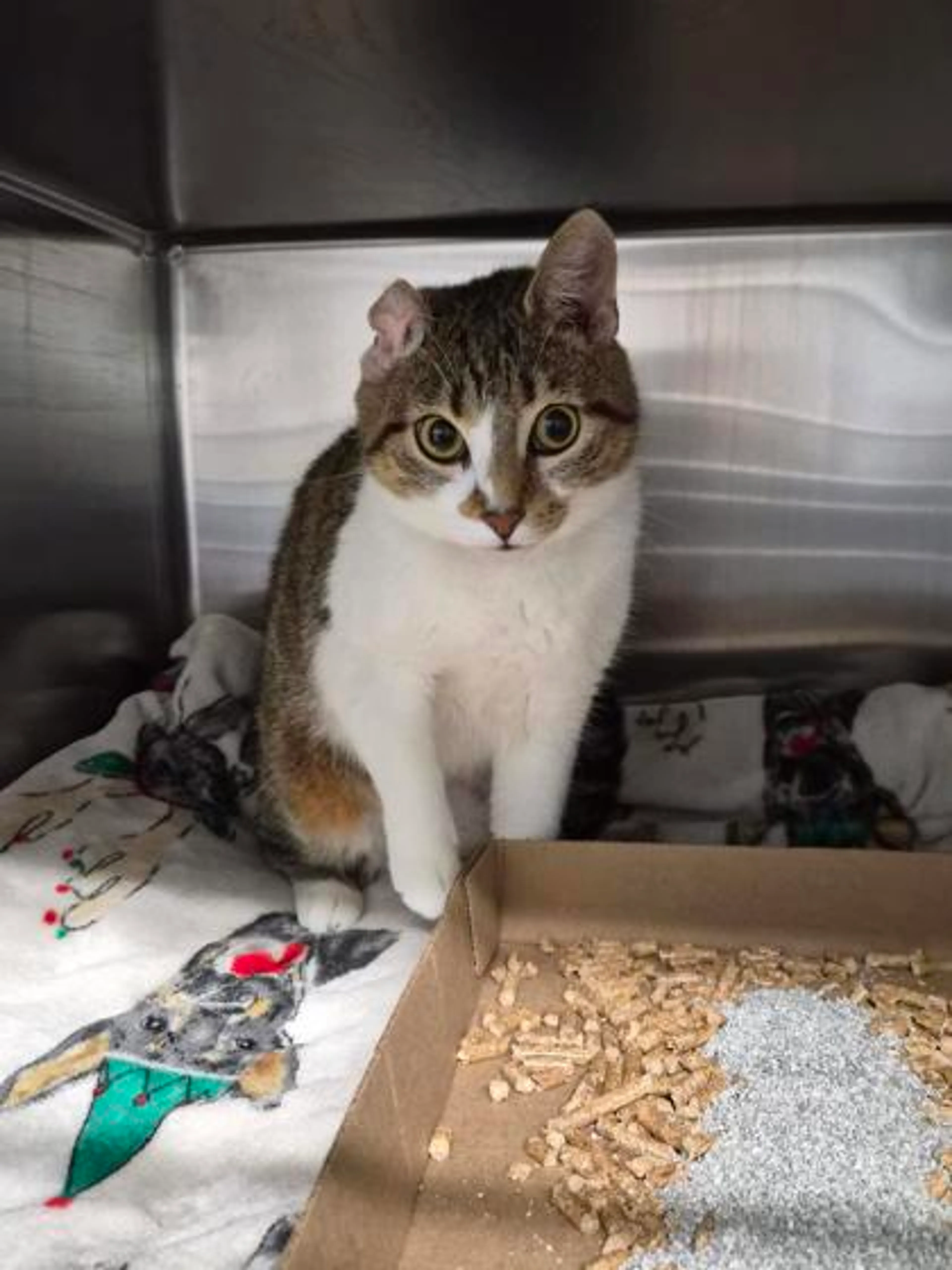 Found pet-1