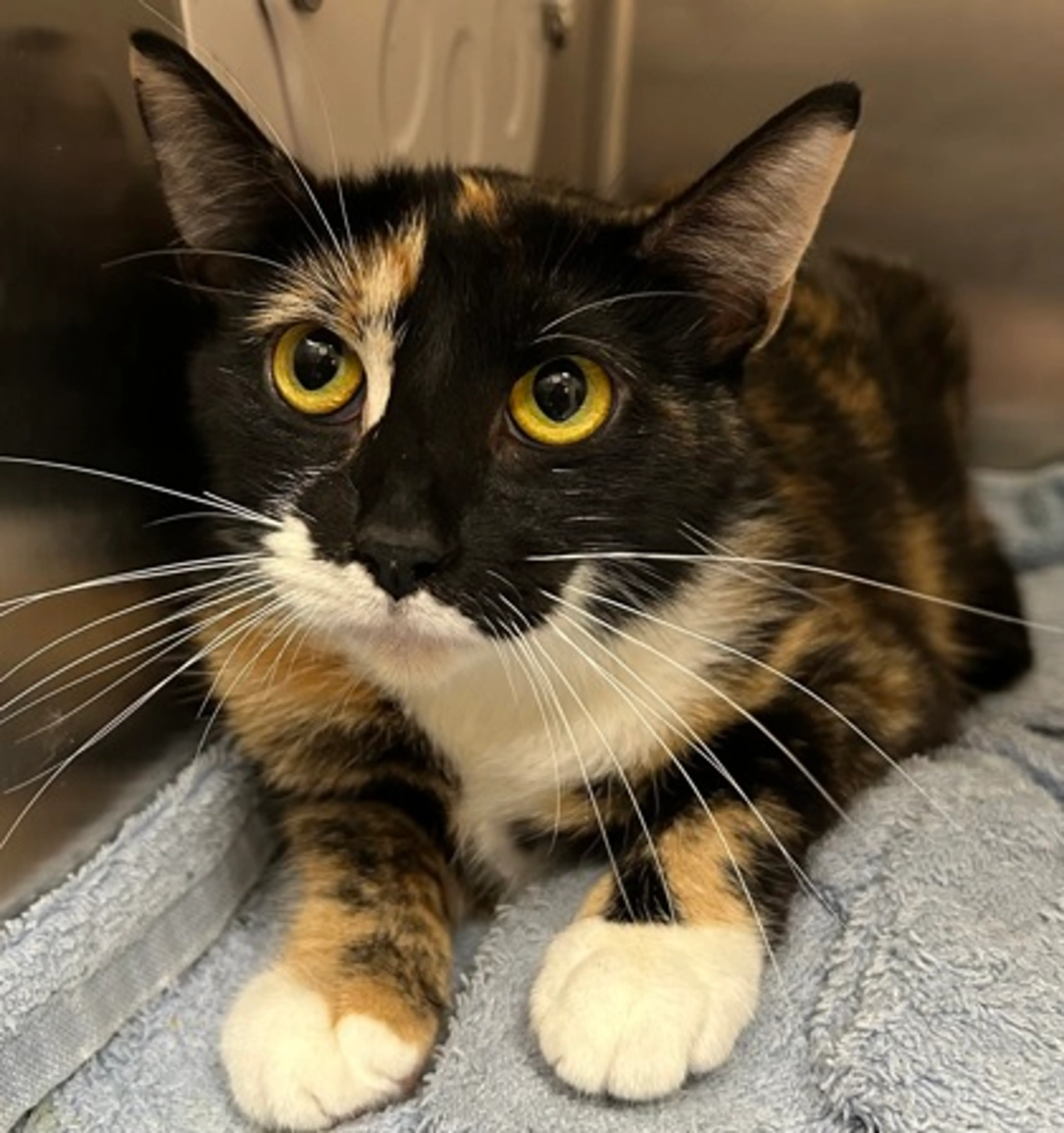 Found pet-1