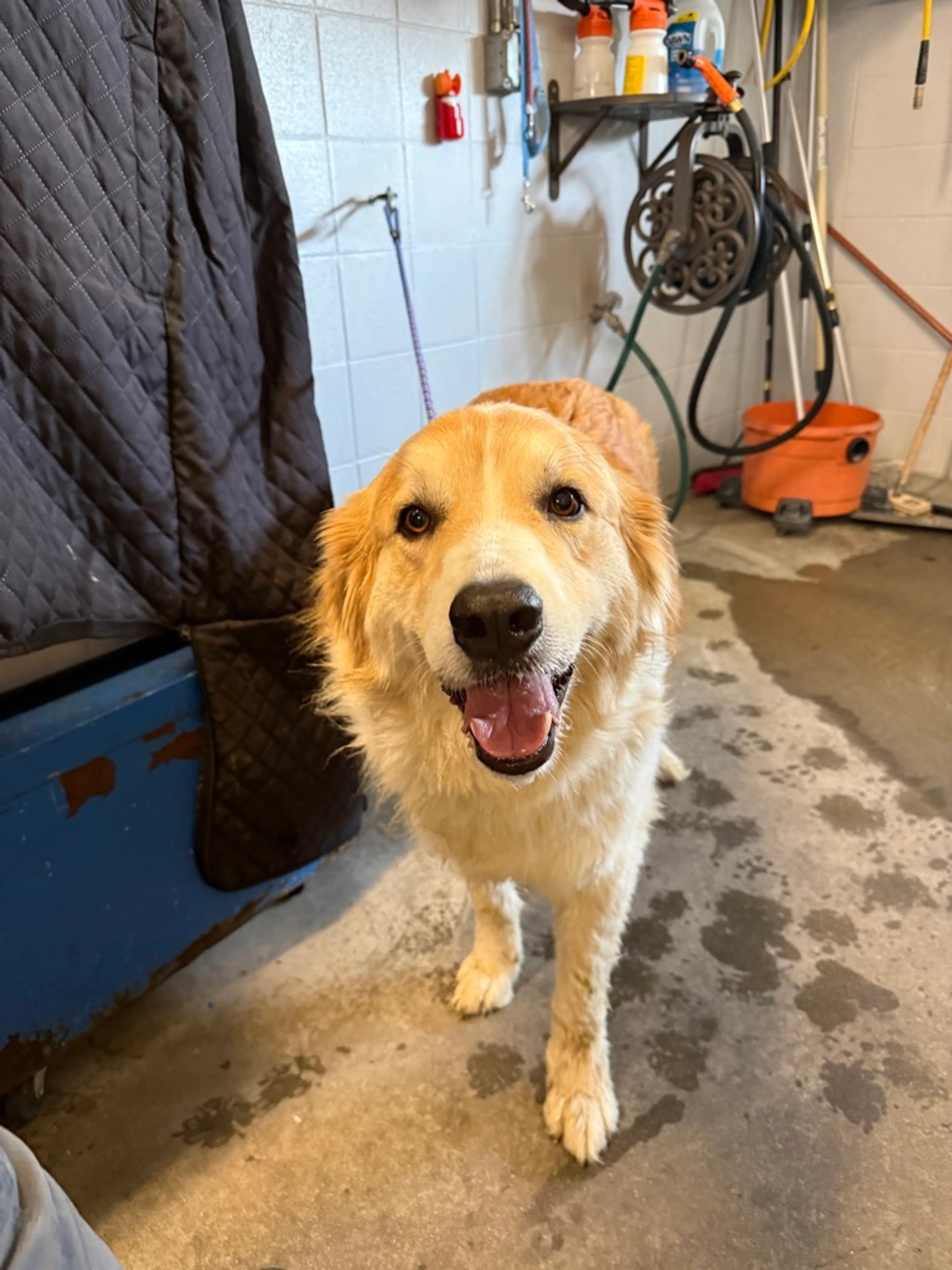 Found pet