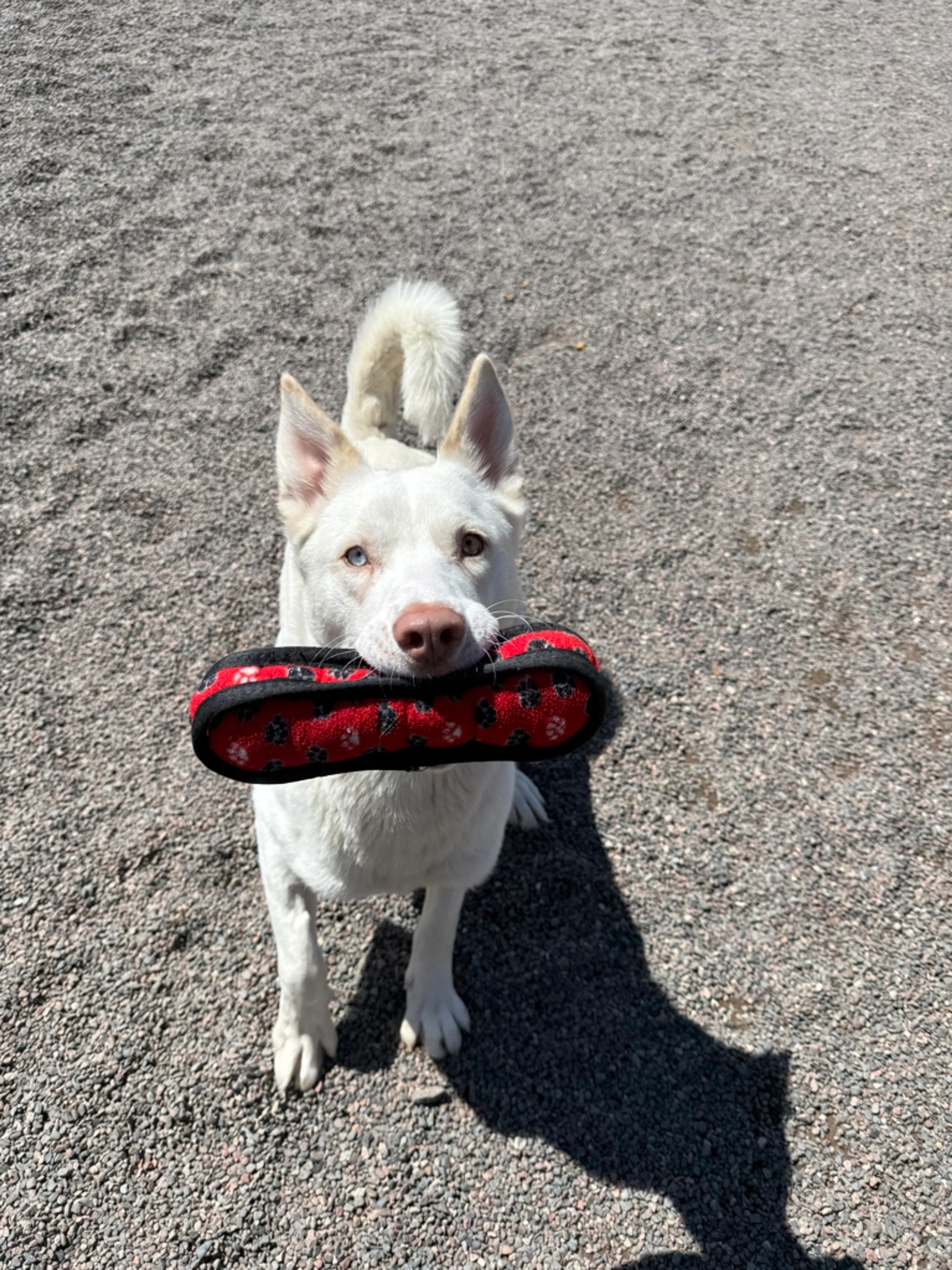 Found pet-3